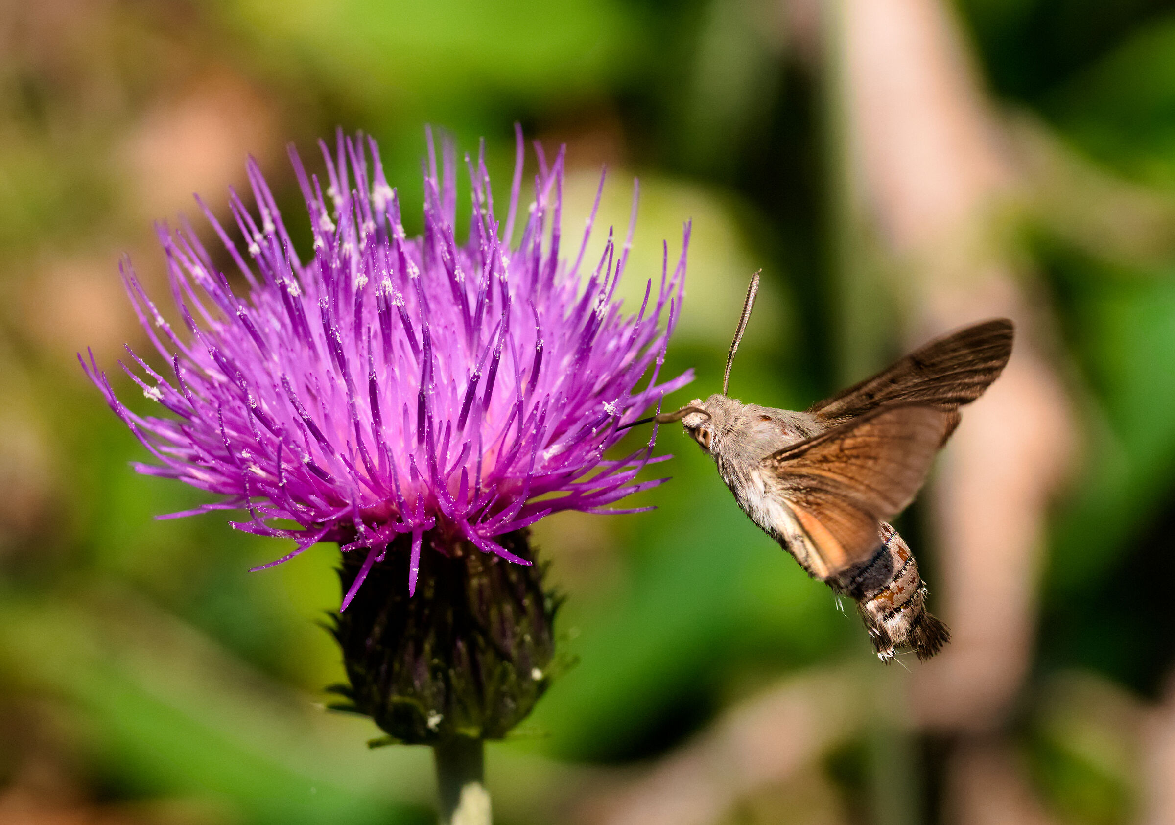 Macroglossum stellatarum