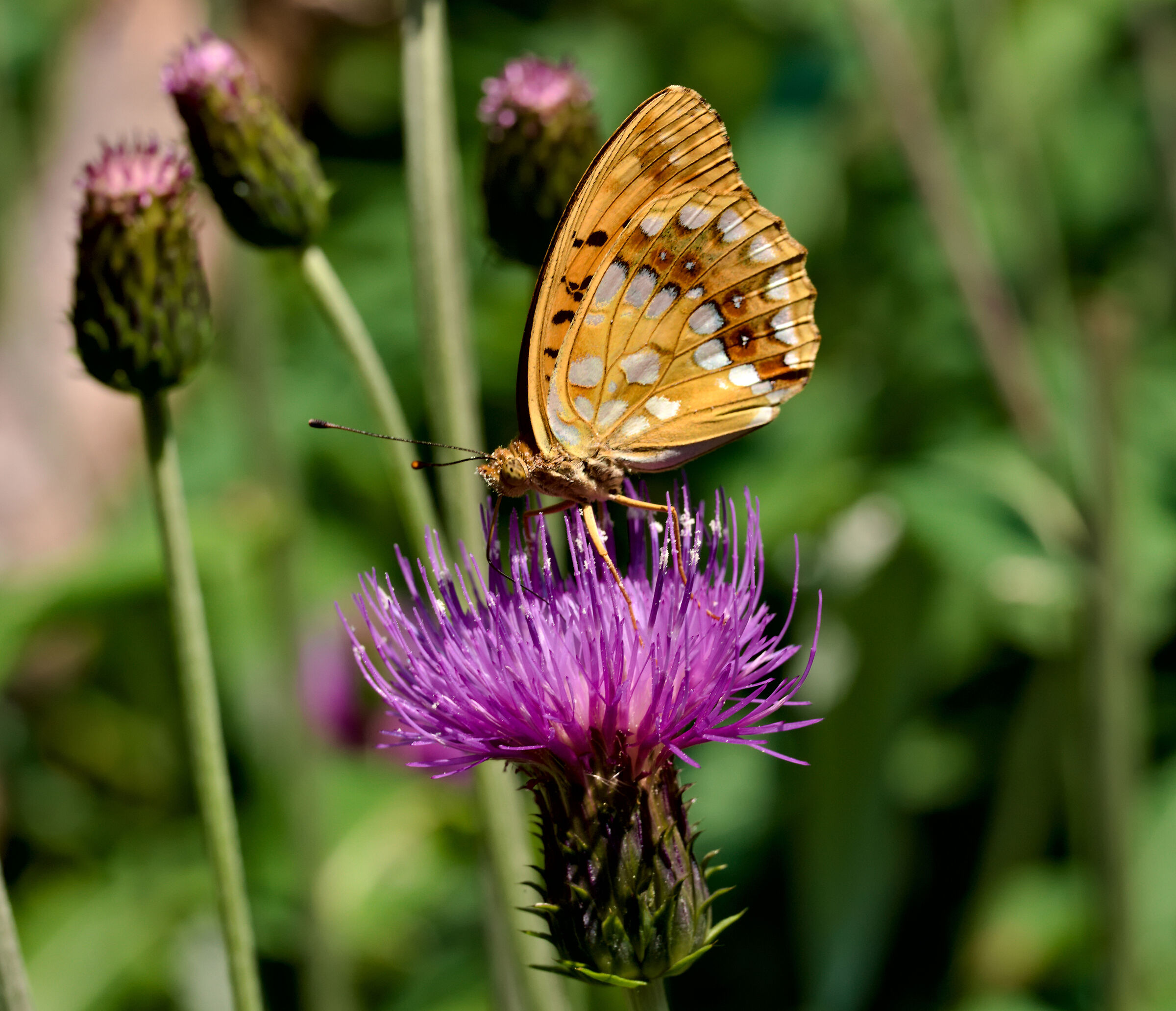 Argynnis adippe
