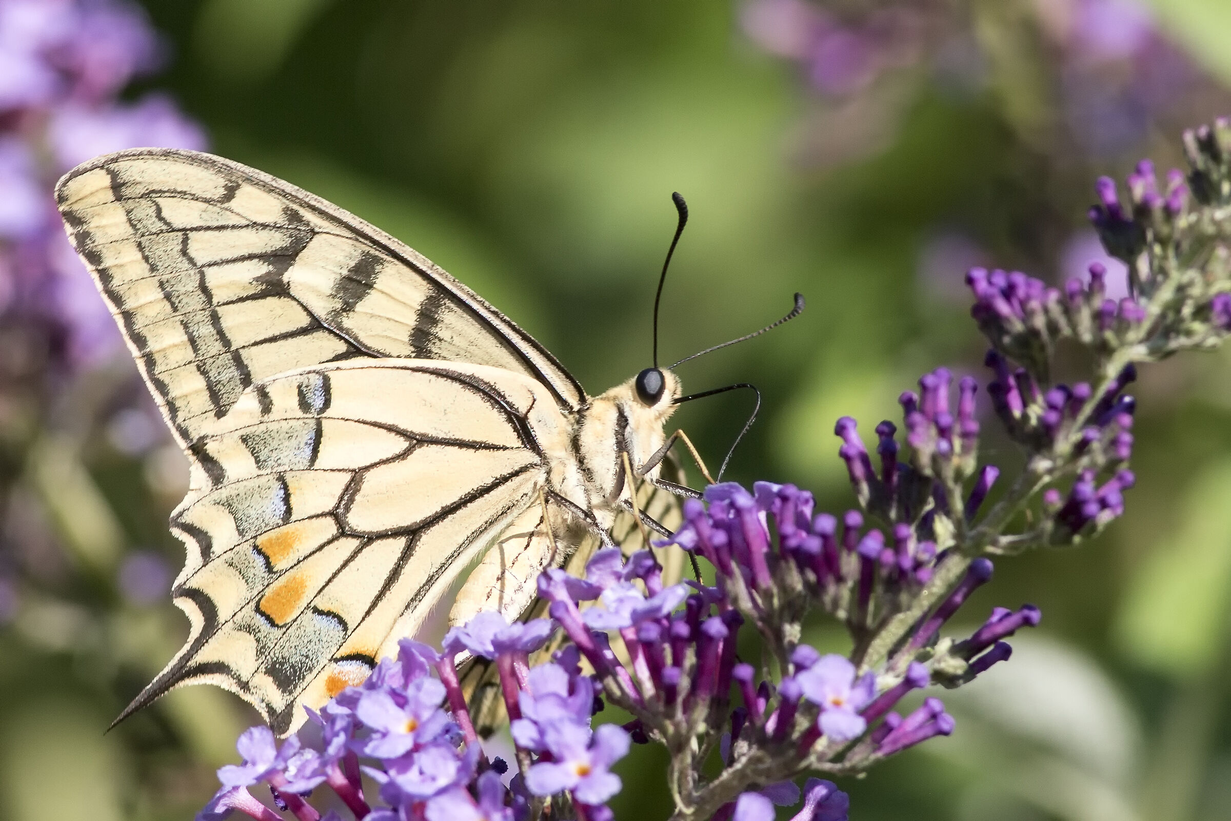 Swallowtail