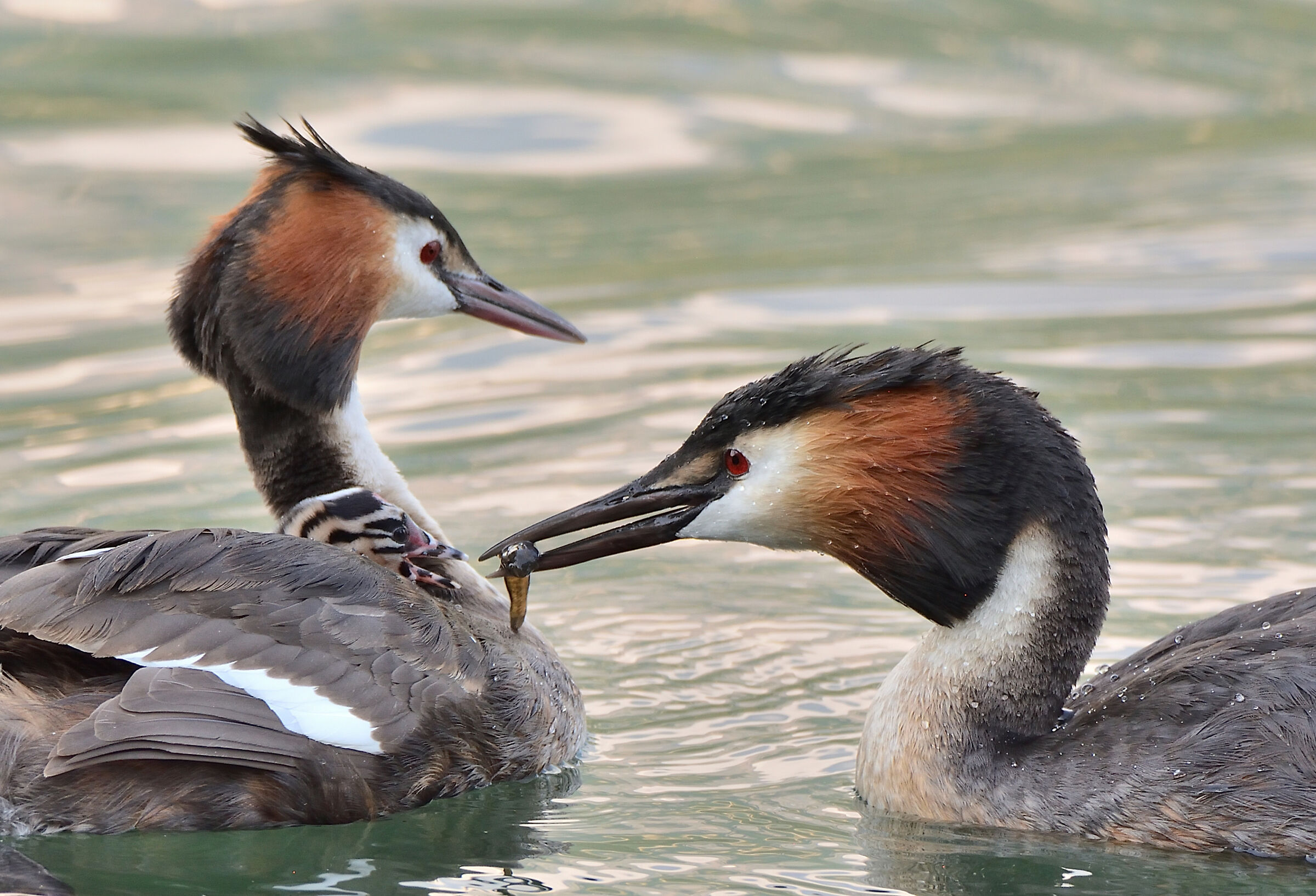 Grebes