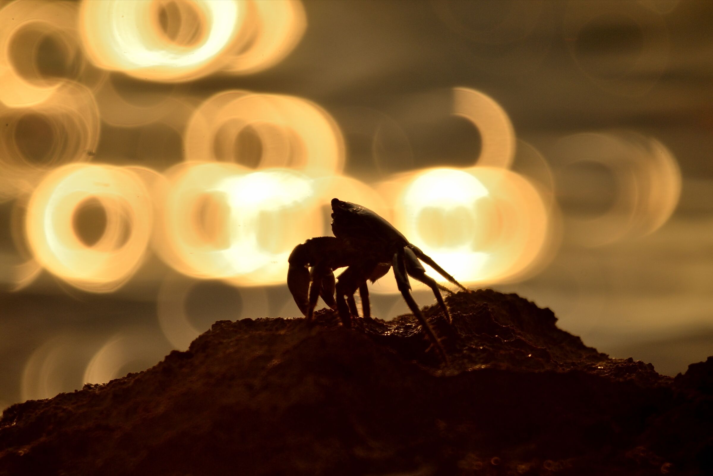 Crab in backlight