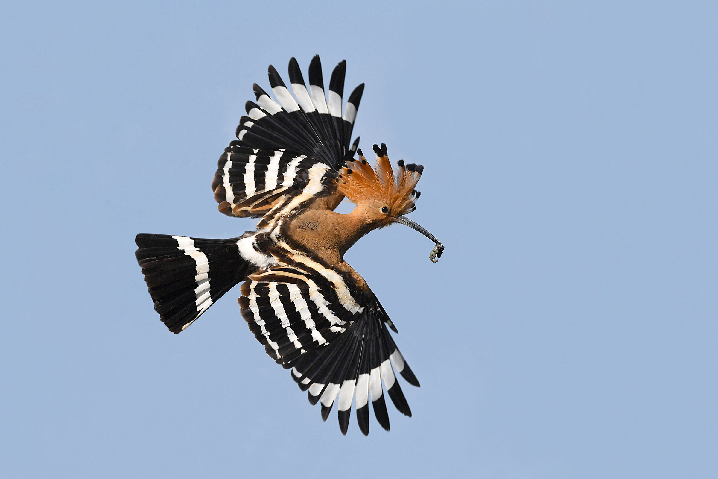 Il volo elegante dell'Upupa