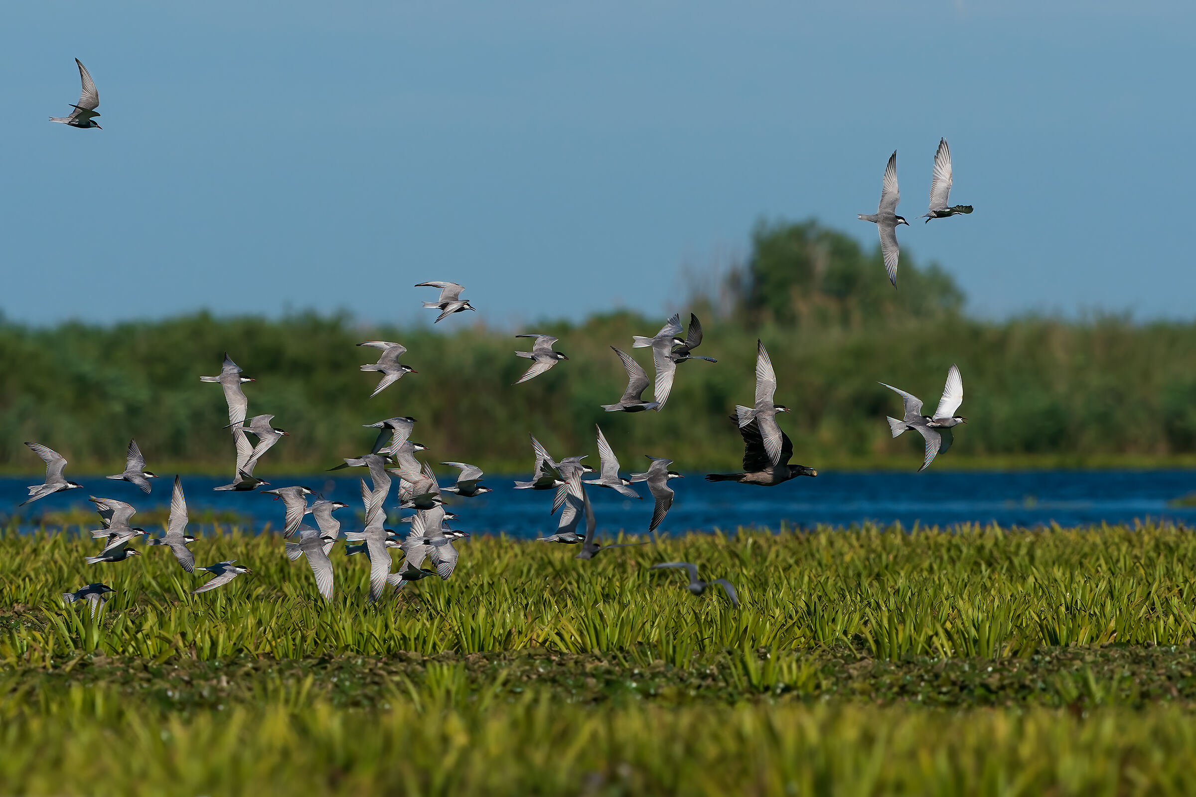 Swoops vs. Horned Thief