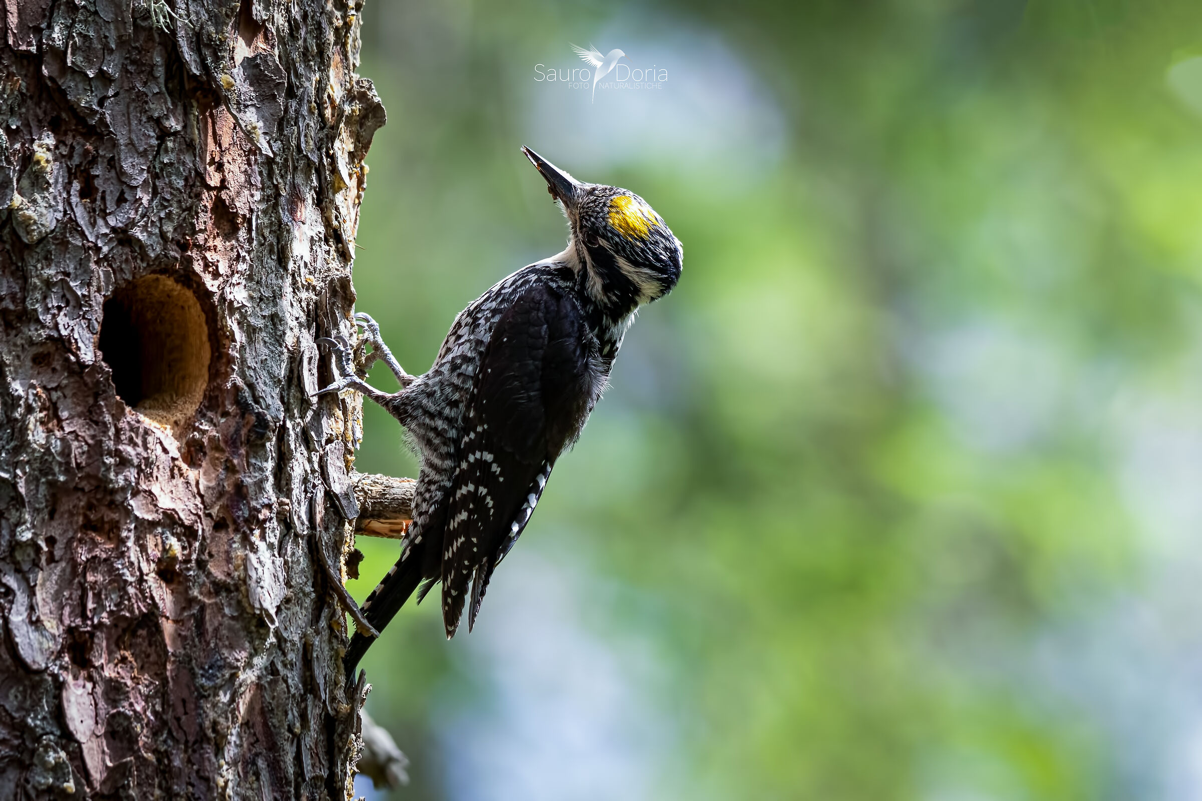 Picchio tridattilo maschio