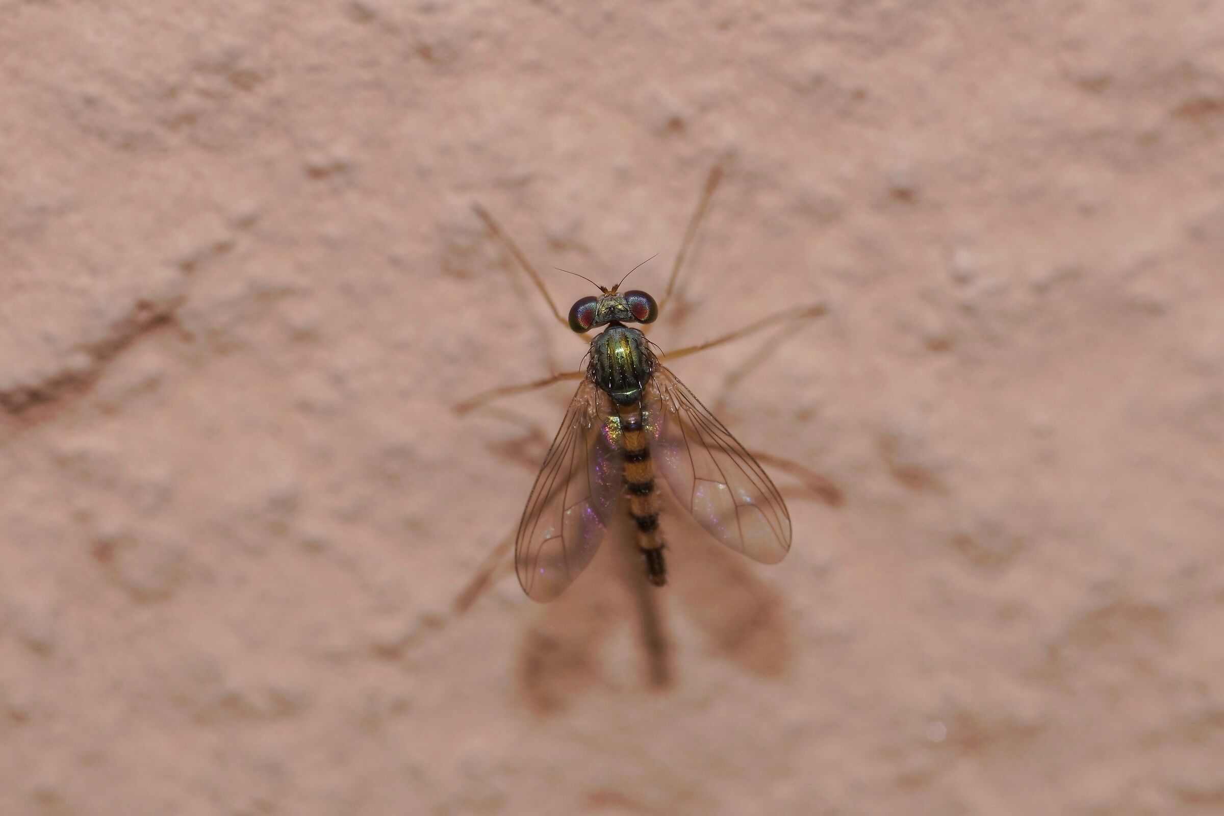 Piccolo Dittero sul muro di casa