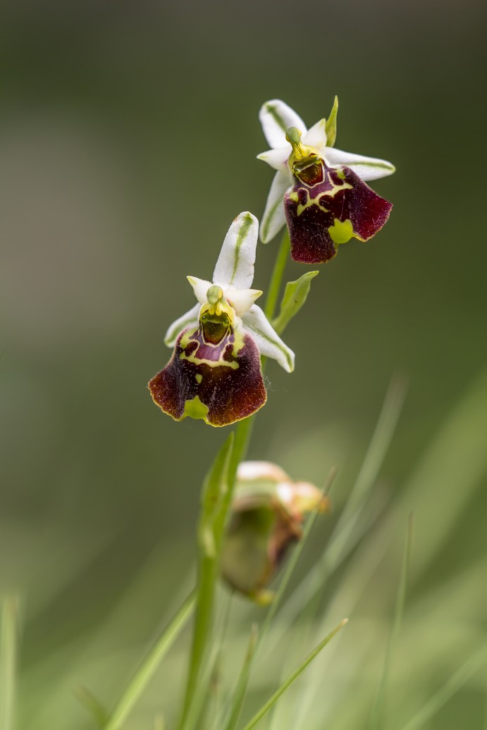 Ophrys Holosericea