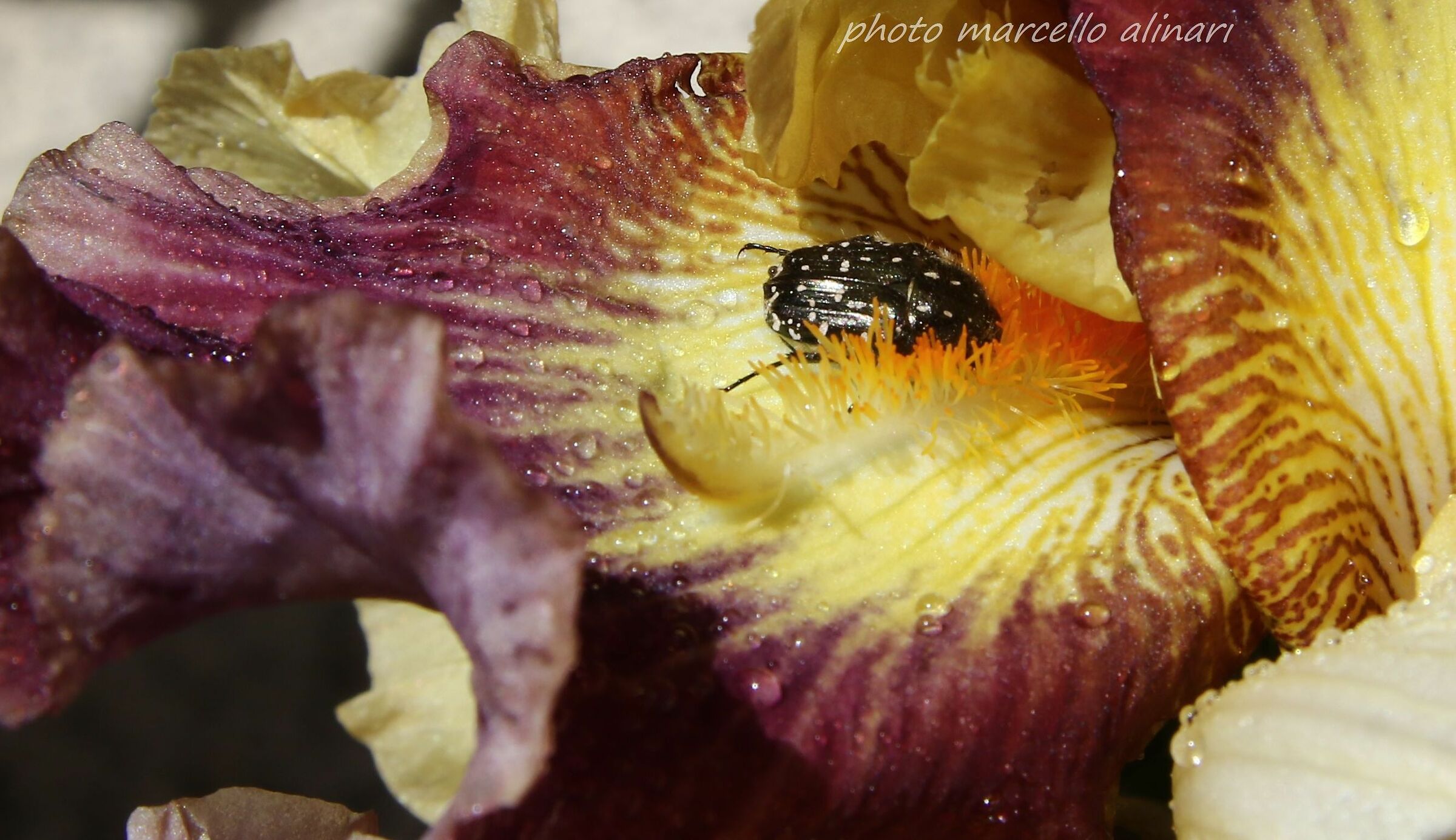 iris barbata delirium con ospite.