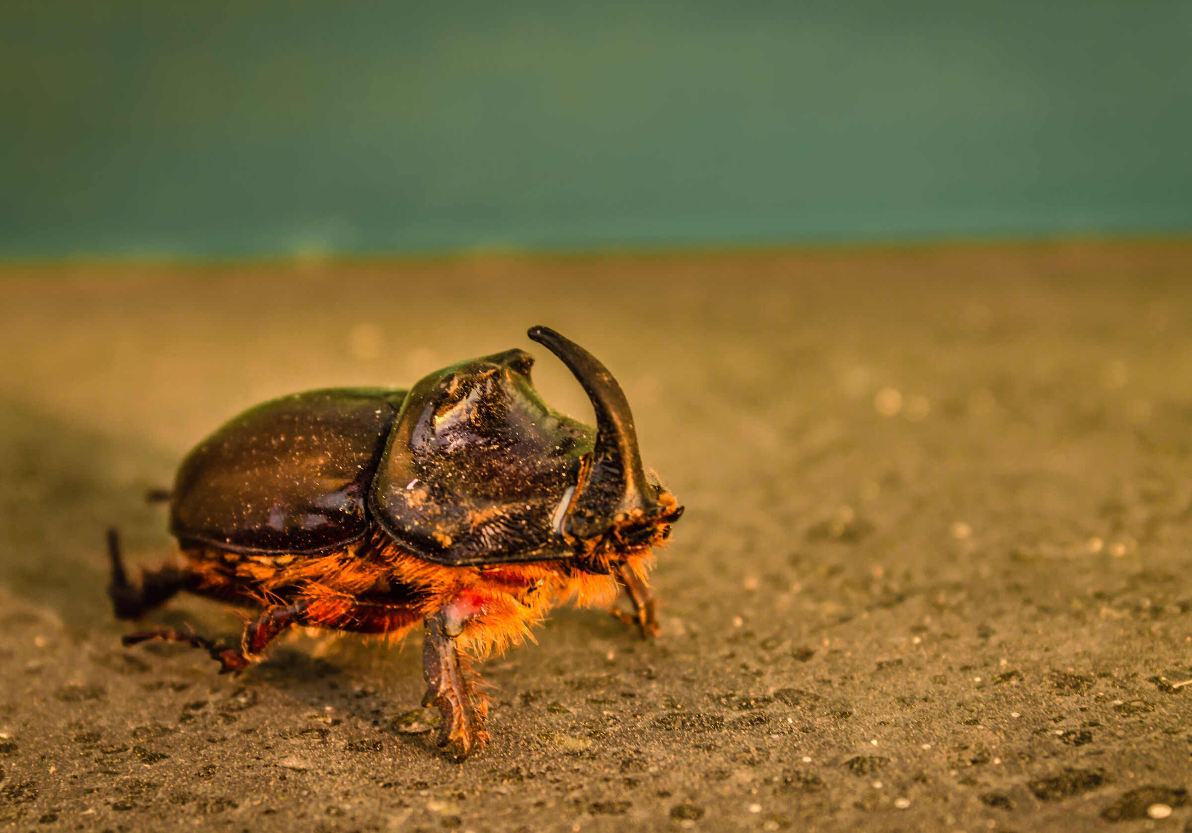 Strani incontri al tramonto...