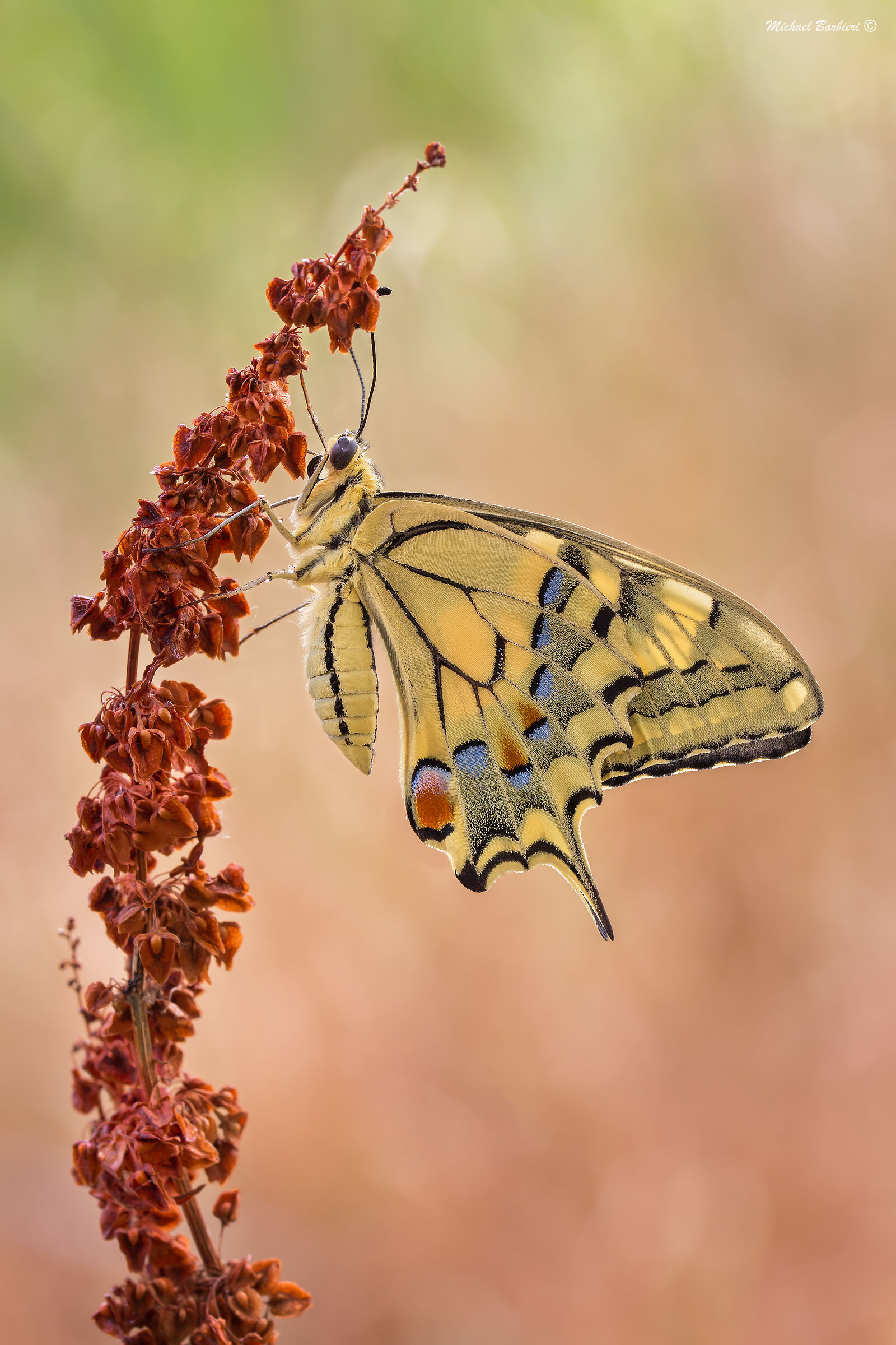 Papilio machaon