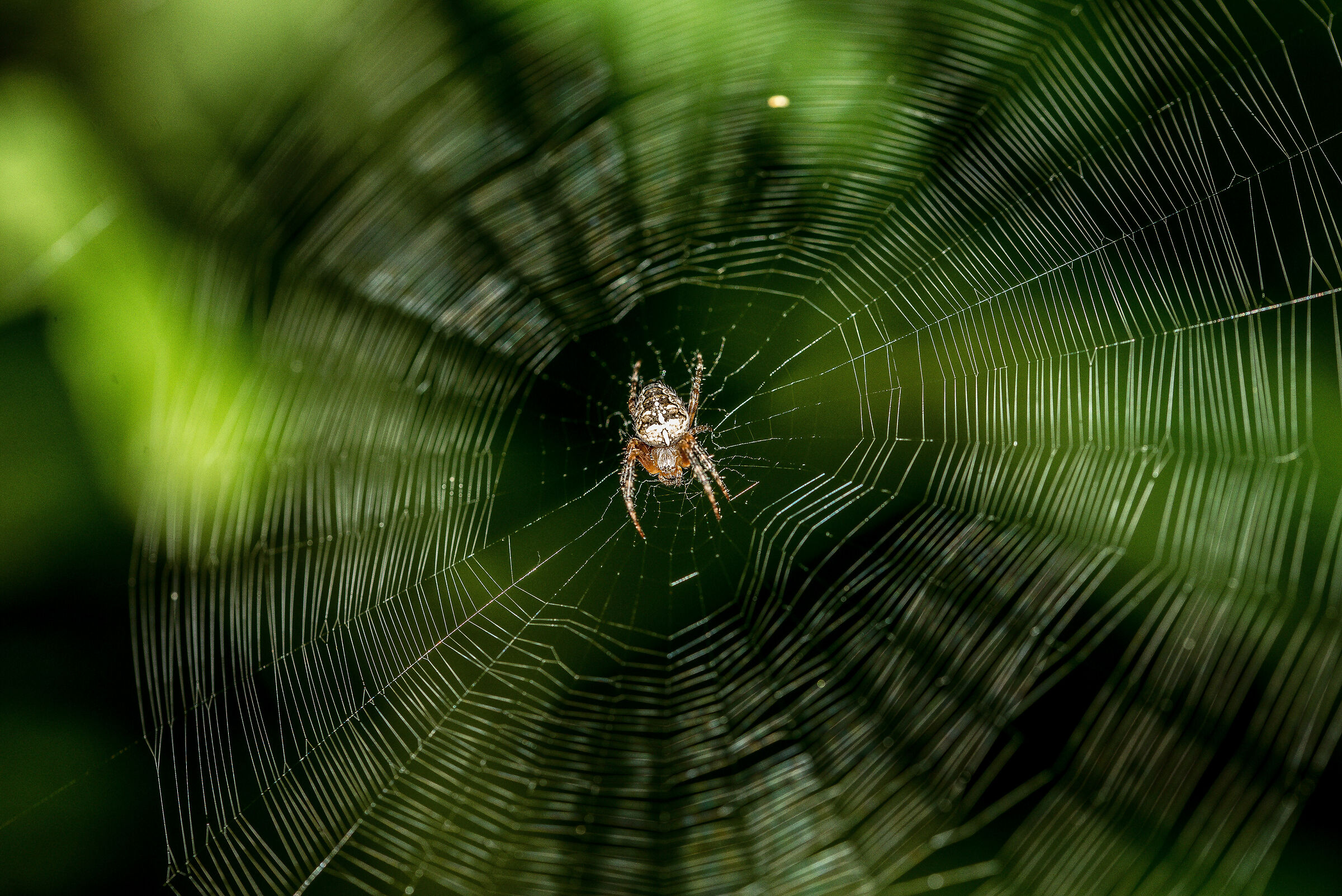 a trap in the undergrowth