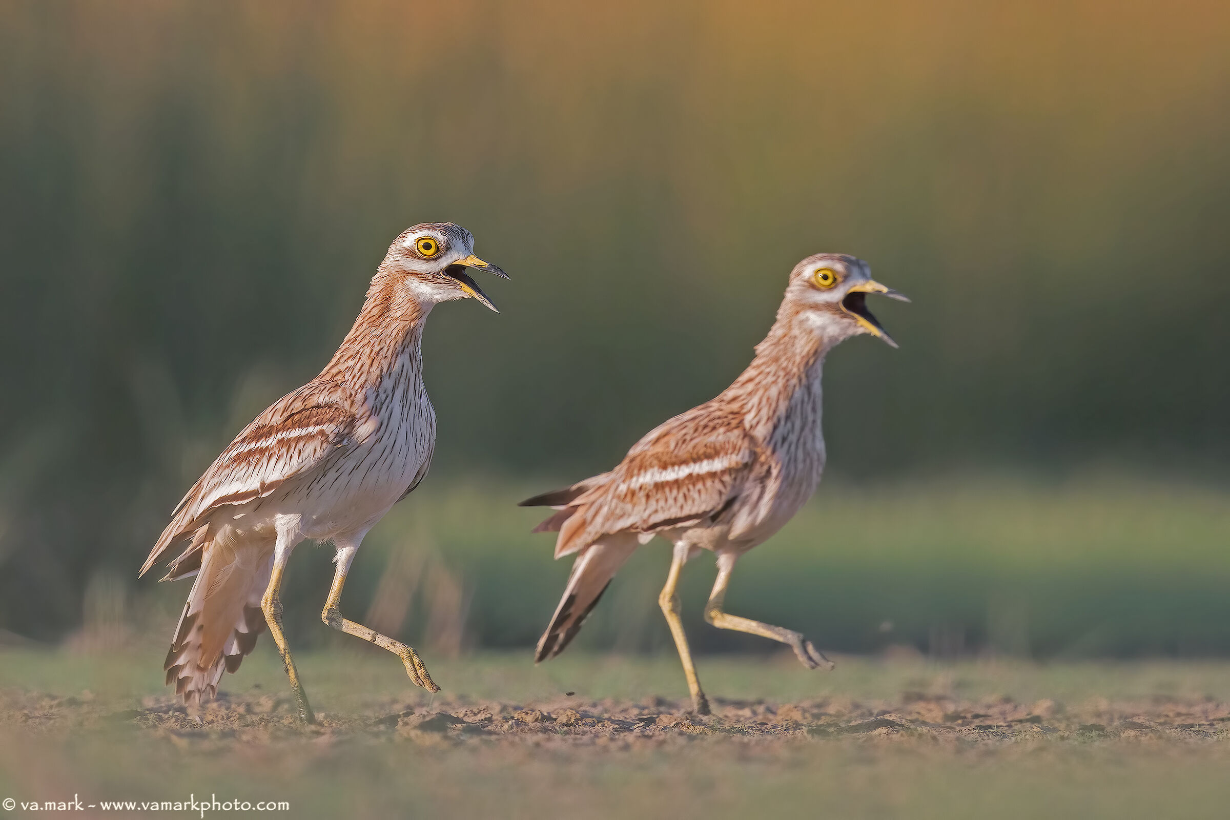 The March of the Eyes