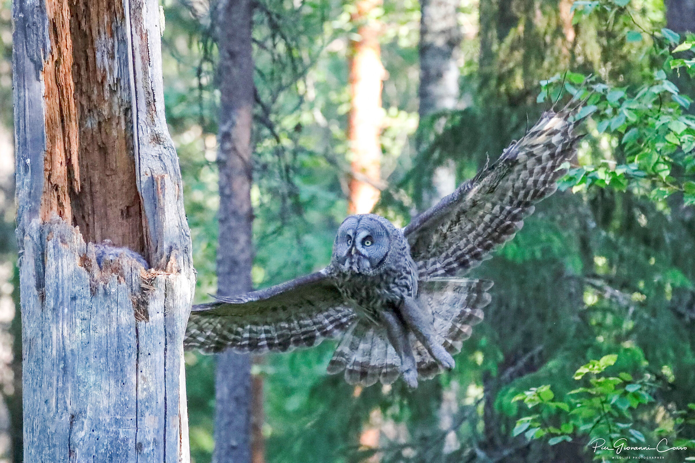 Allocco di Lapponia porta un lemming ai suoi due pulli