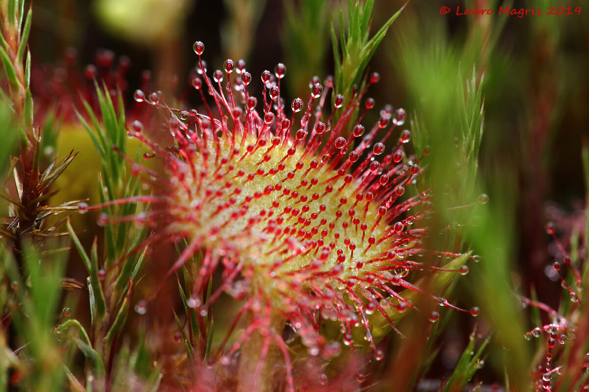 Drosera Rotundifolia