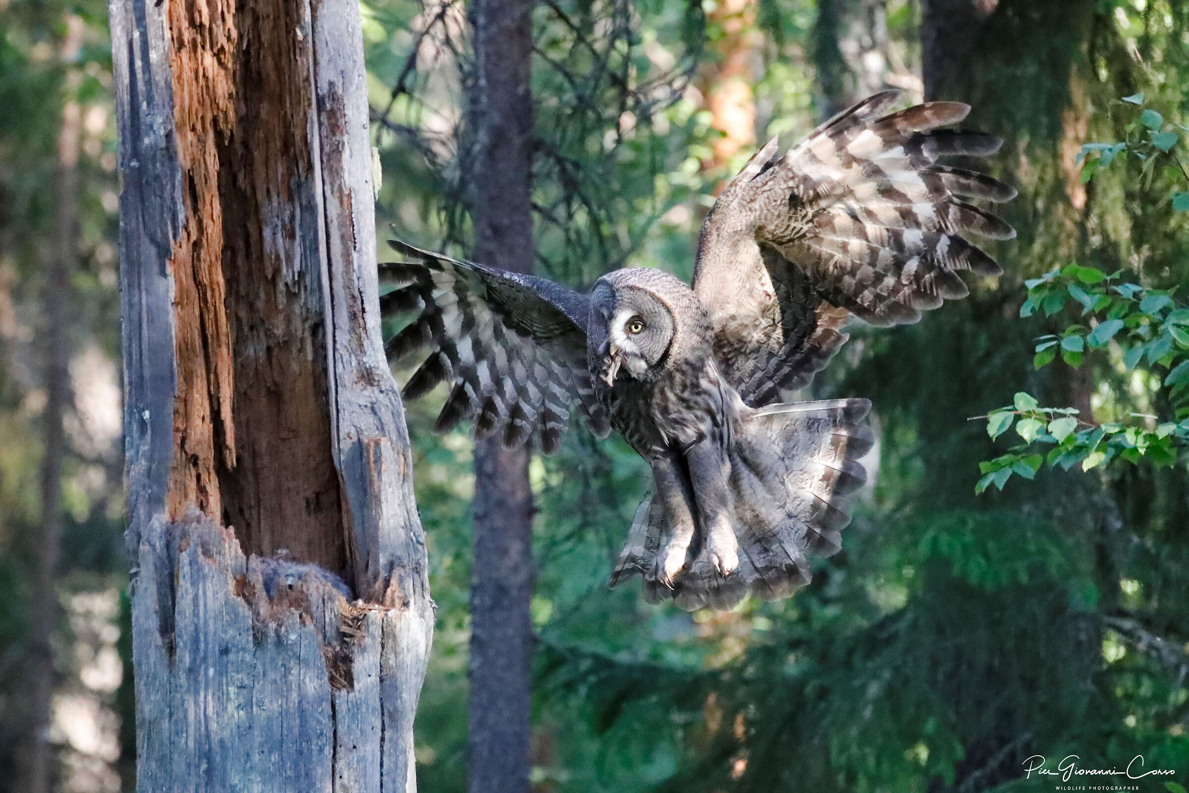 Allocco di Lapponia  porta un lemming ai suoi due pulli