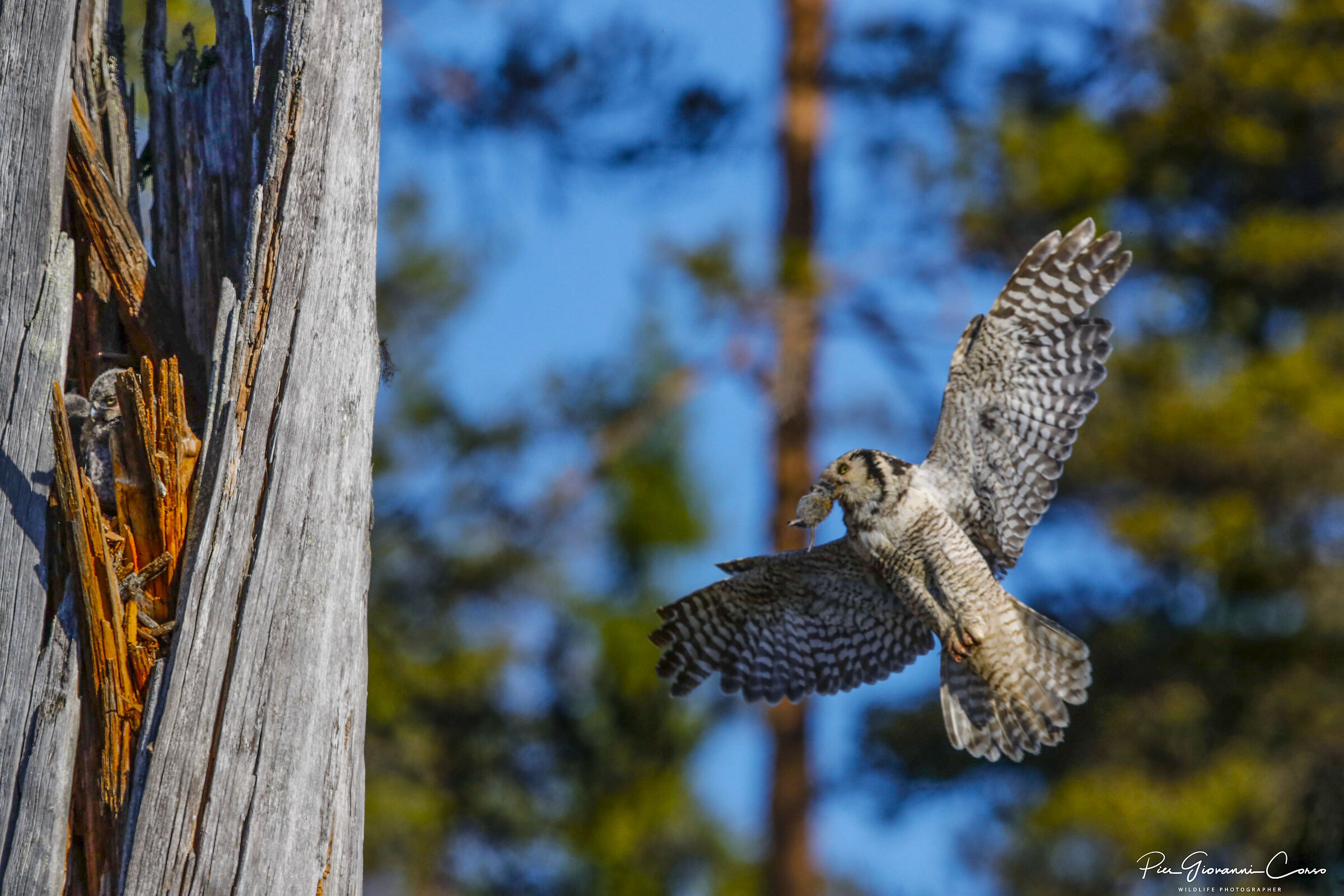 Ulula porta il cibo ai suoi pulcini