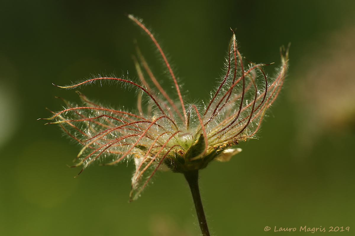 Cariofillata montana