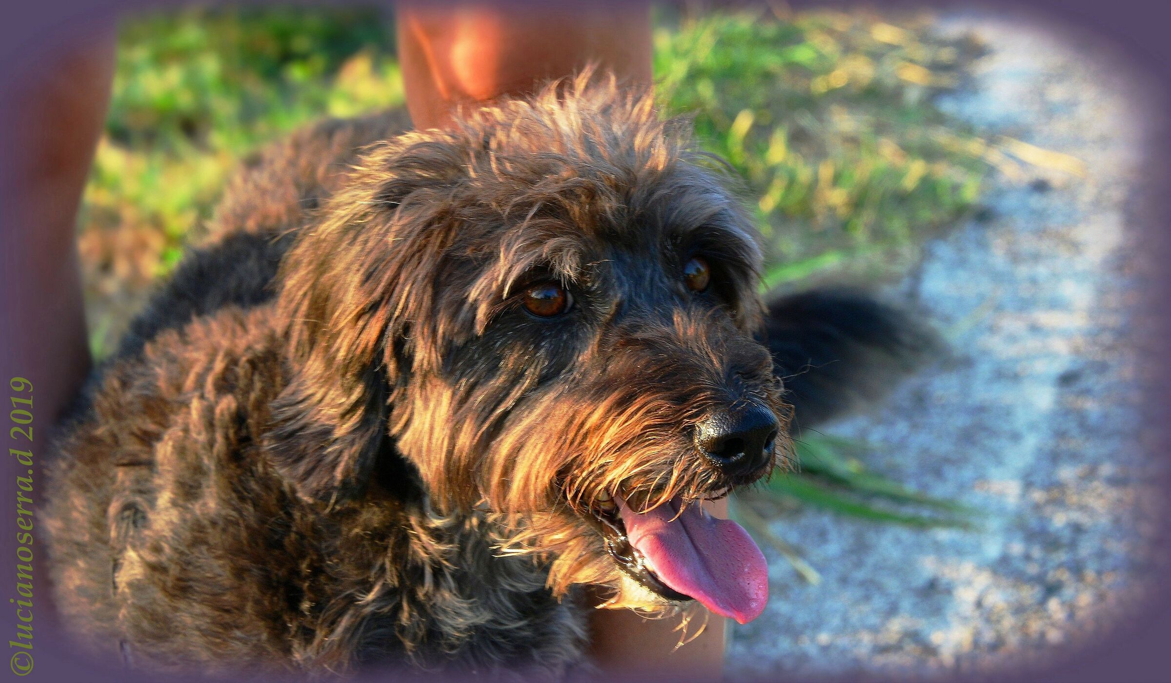 Wandina... la curiosa cagnolina di Giorgia