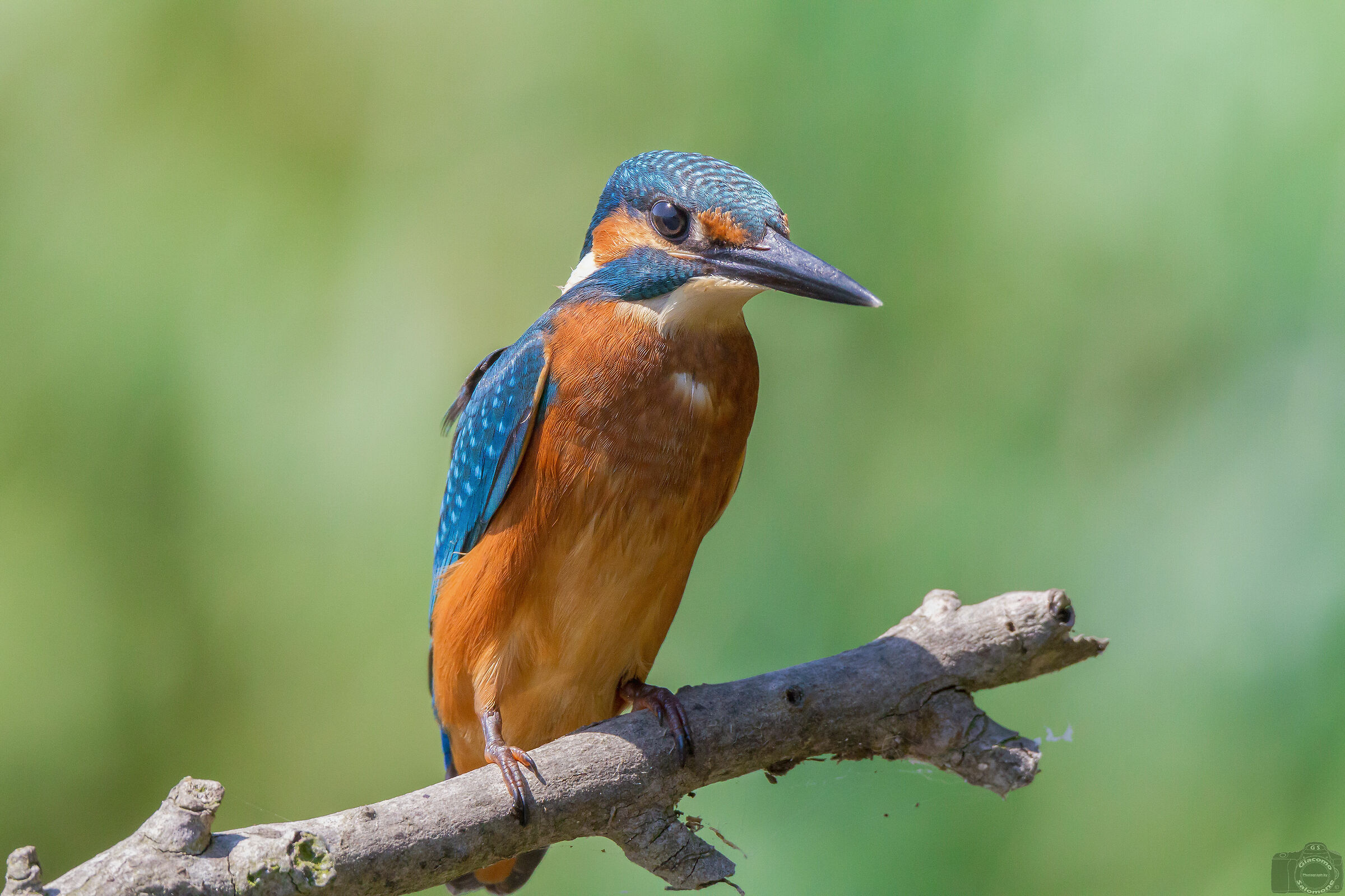 Kingfisher.. 500mm no crop.