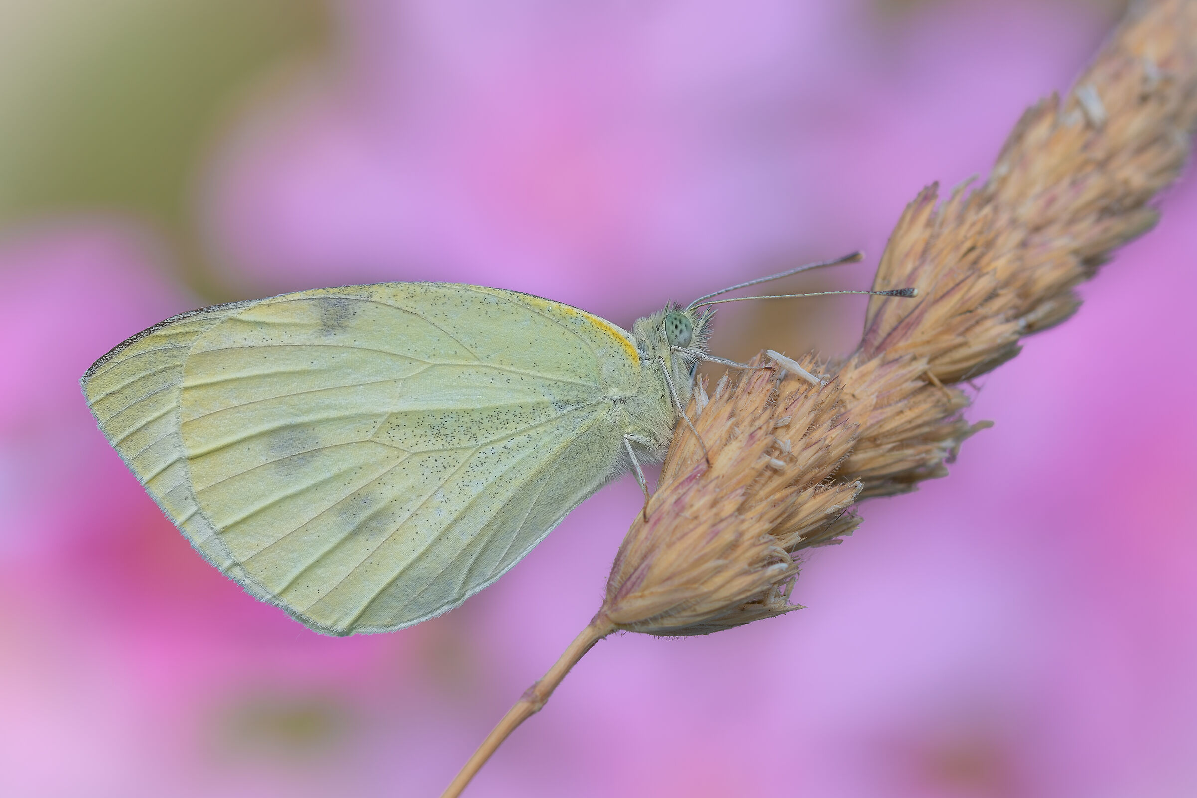 Pieris Rapae I think.