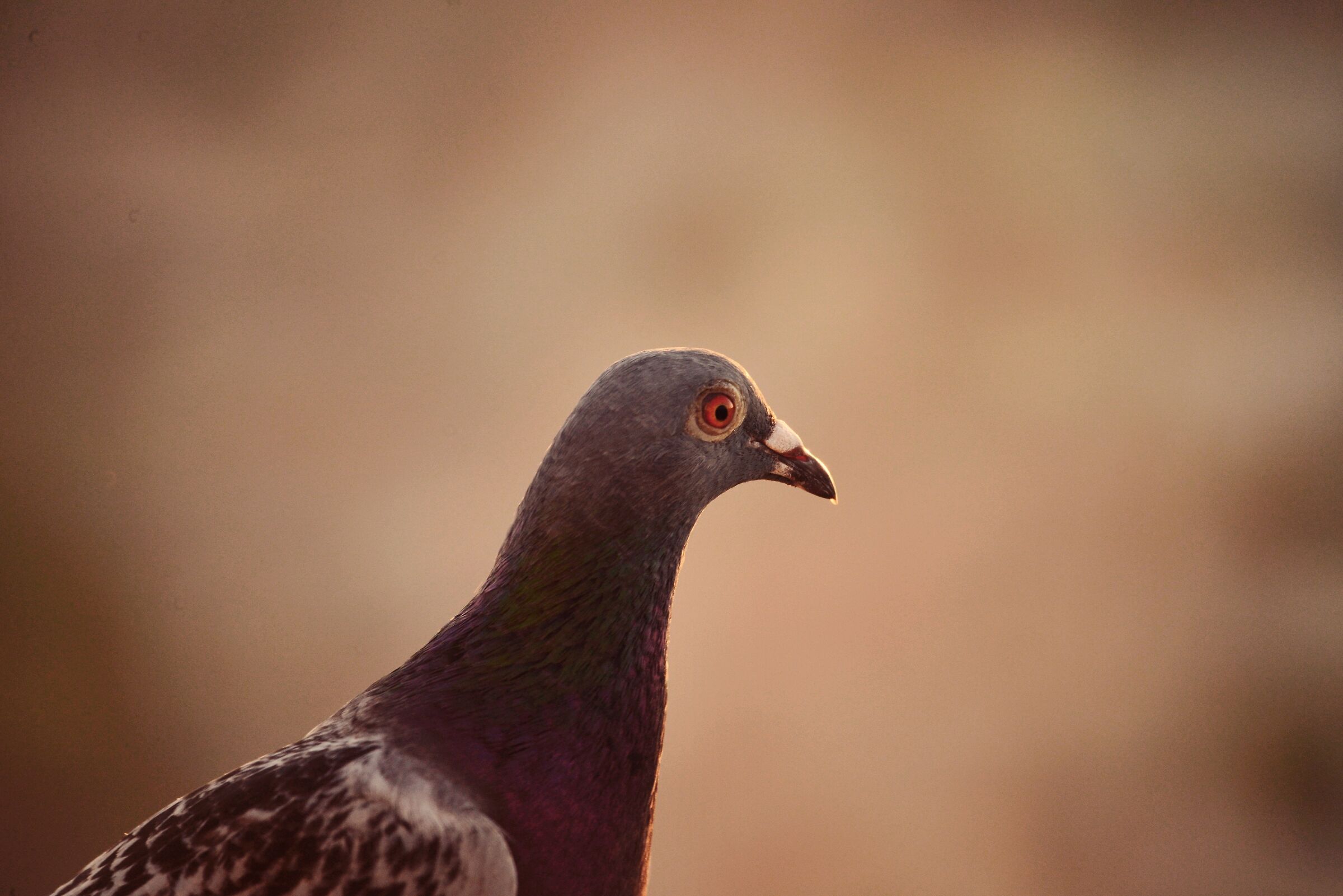 Pigeon with catadiottric