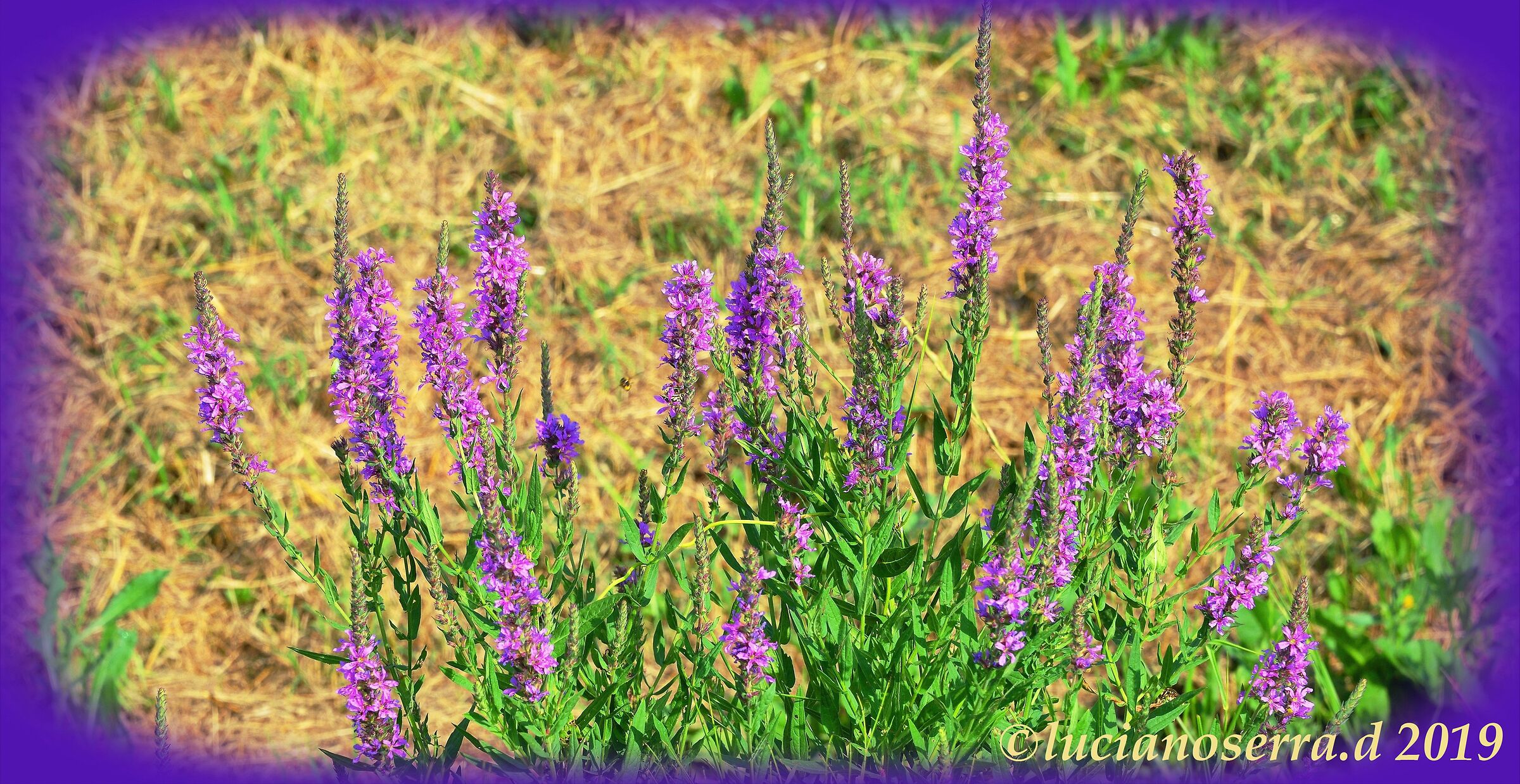 Verbena perenne dritto
