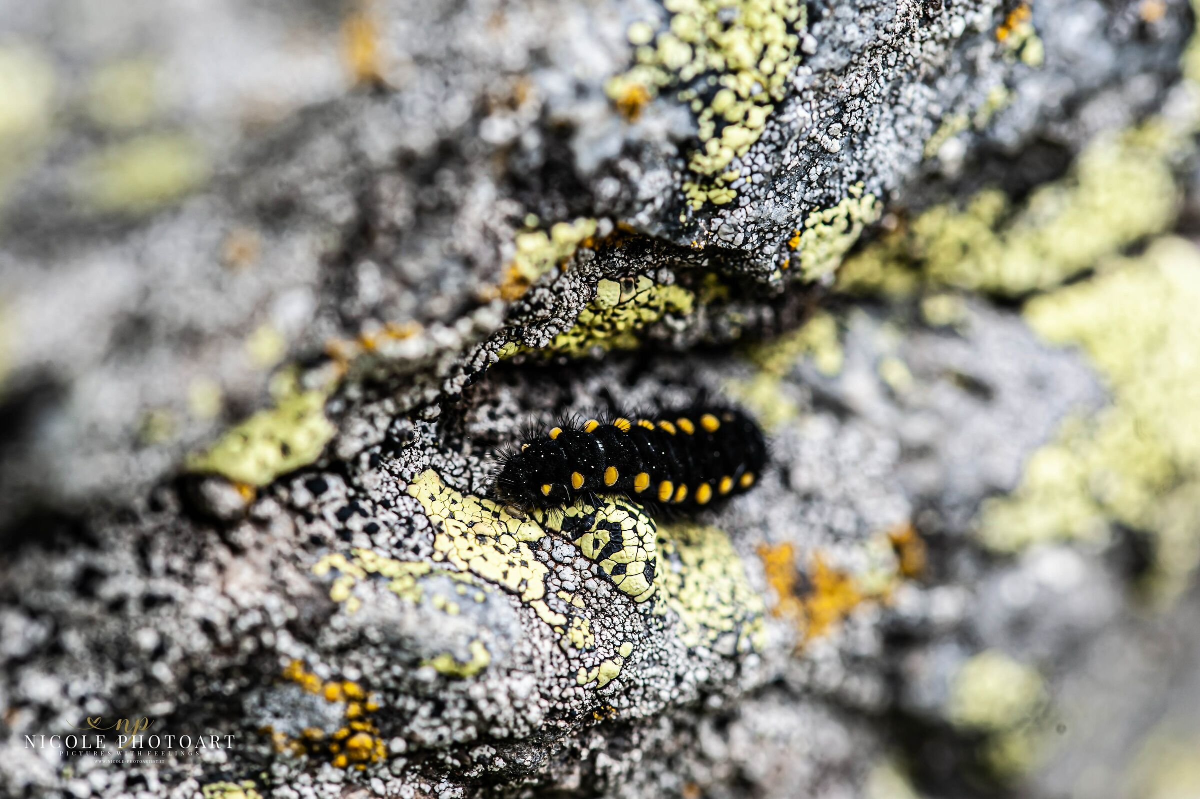 Phoebus parnassius