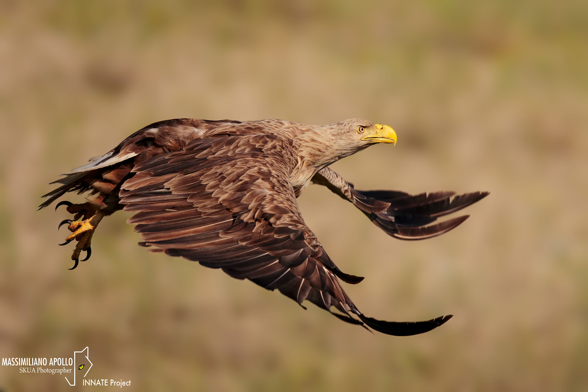 lo stacco.. aquila di mare codabianca