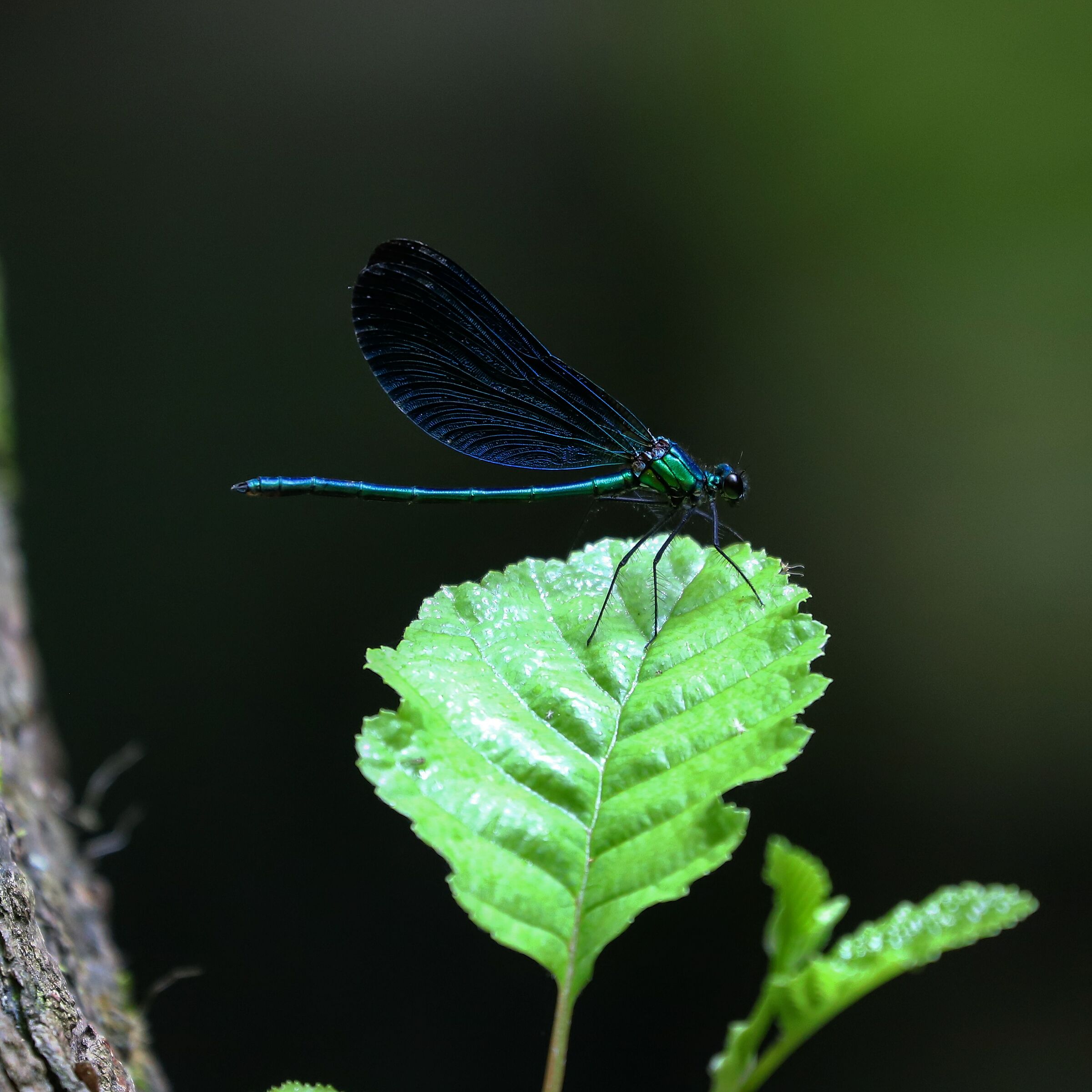 Blue dragonfly
