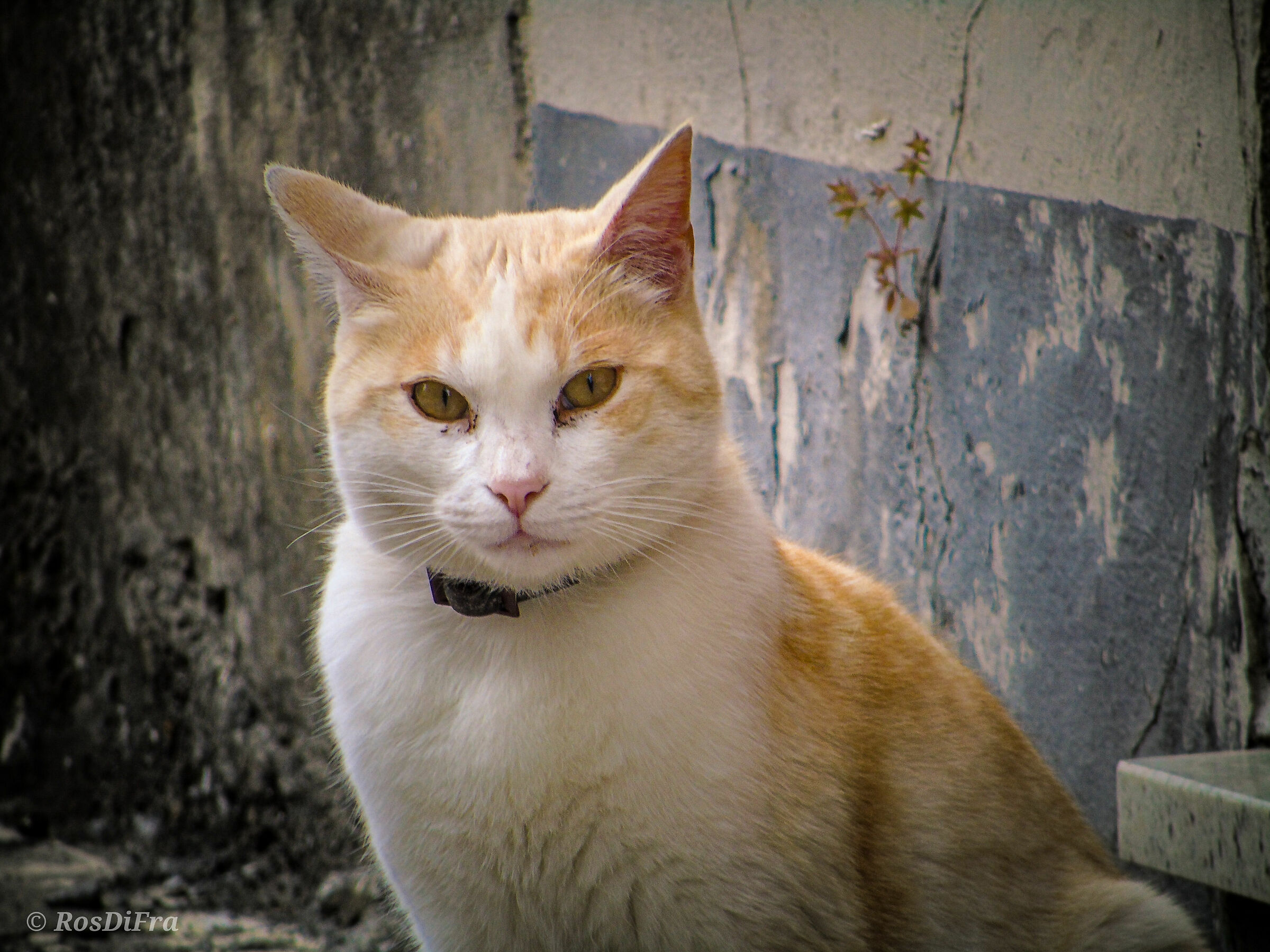 I'm Bond, Tommy Bond