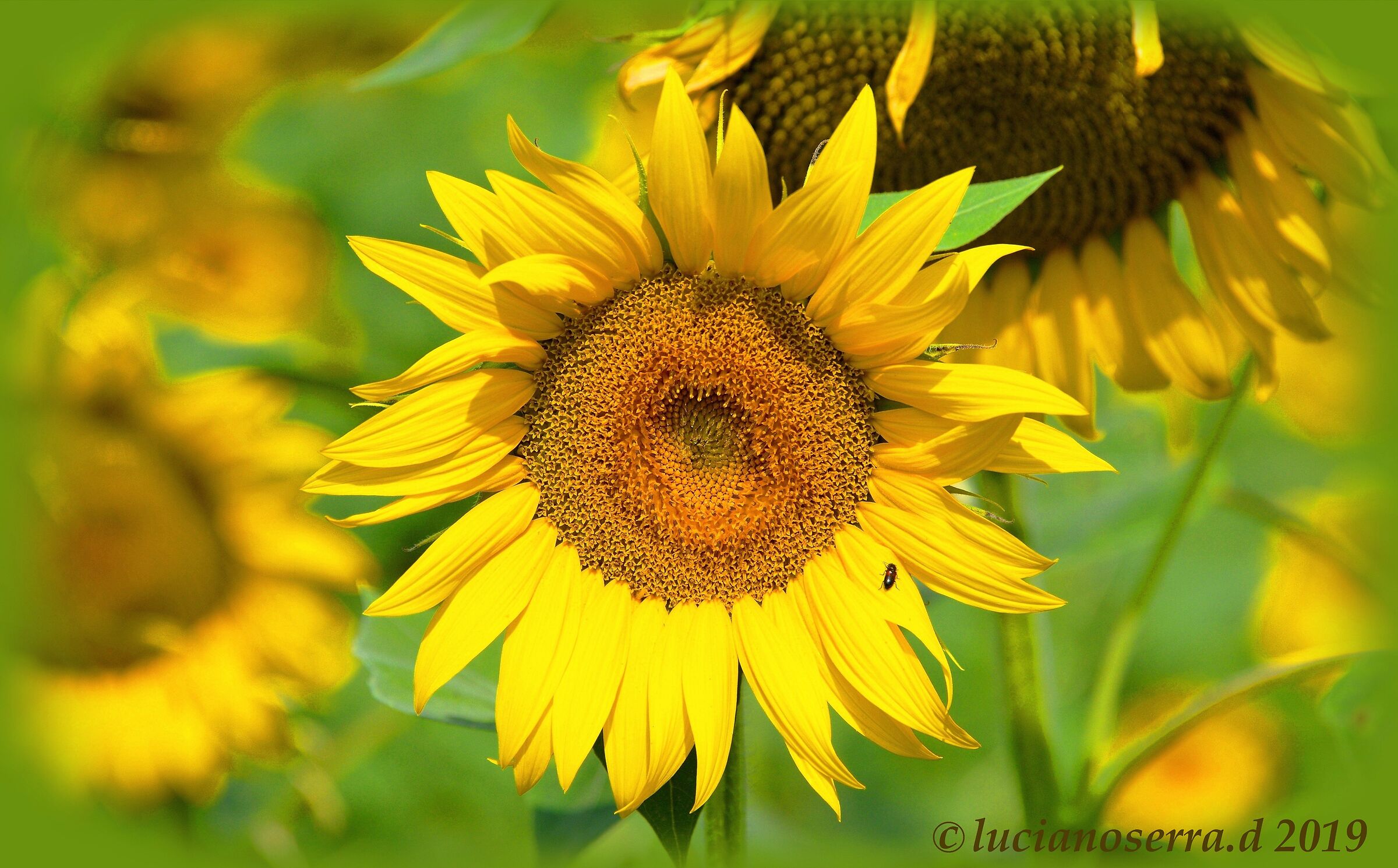 Girasole