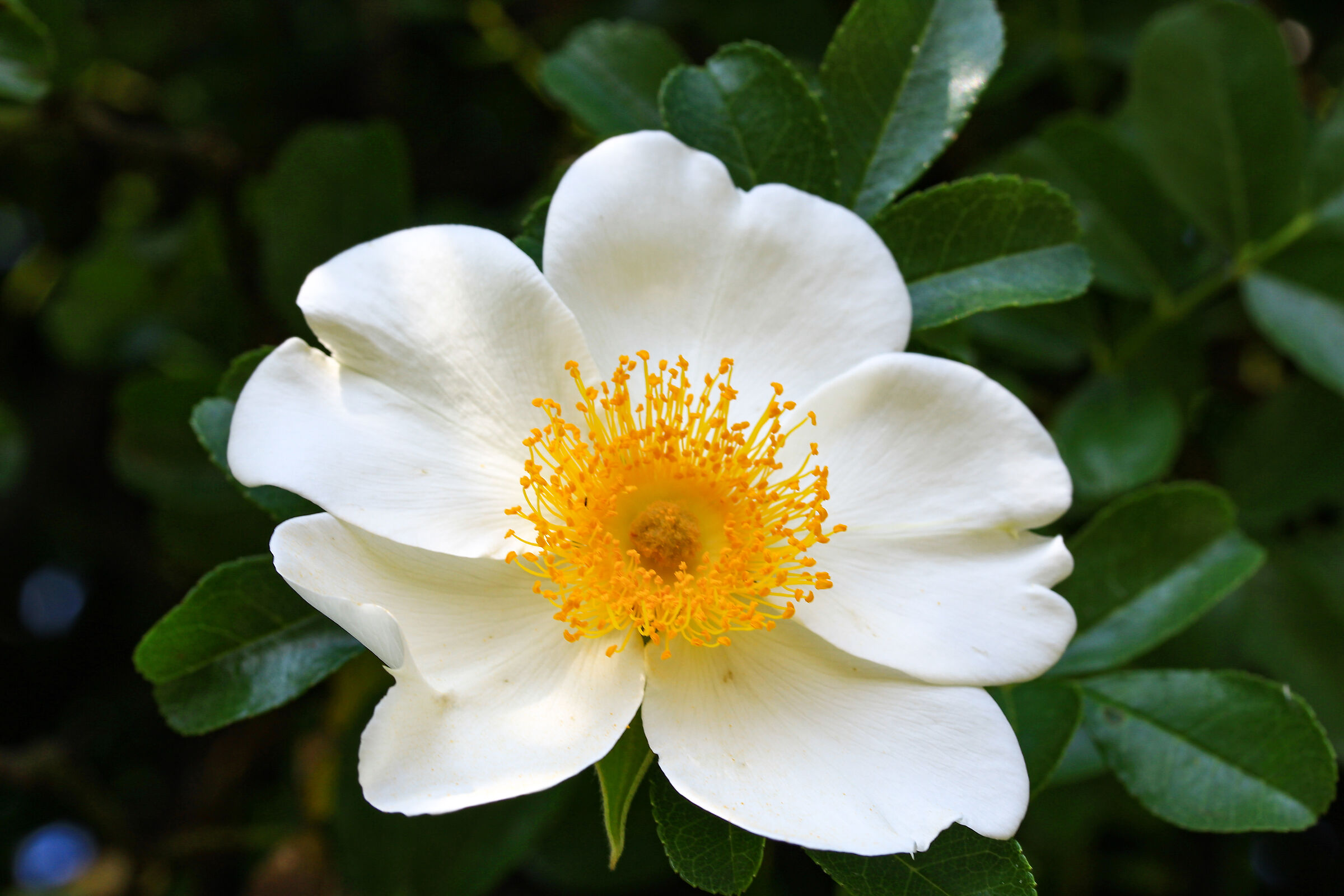 fresca come una rosa