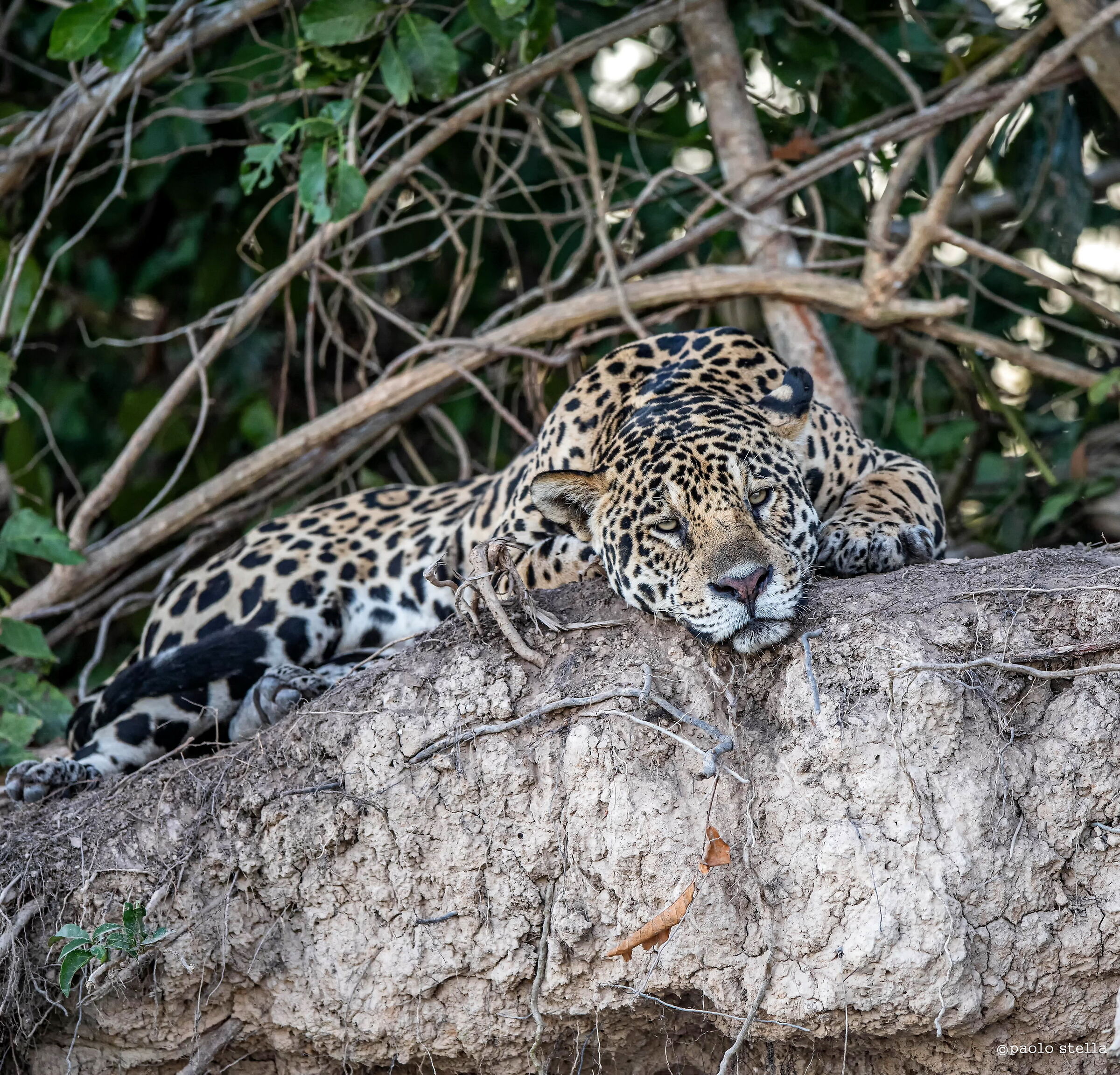 lazy jaguar