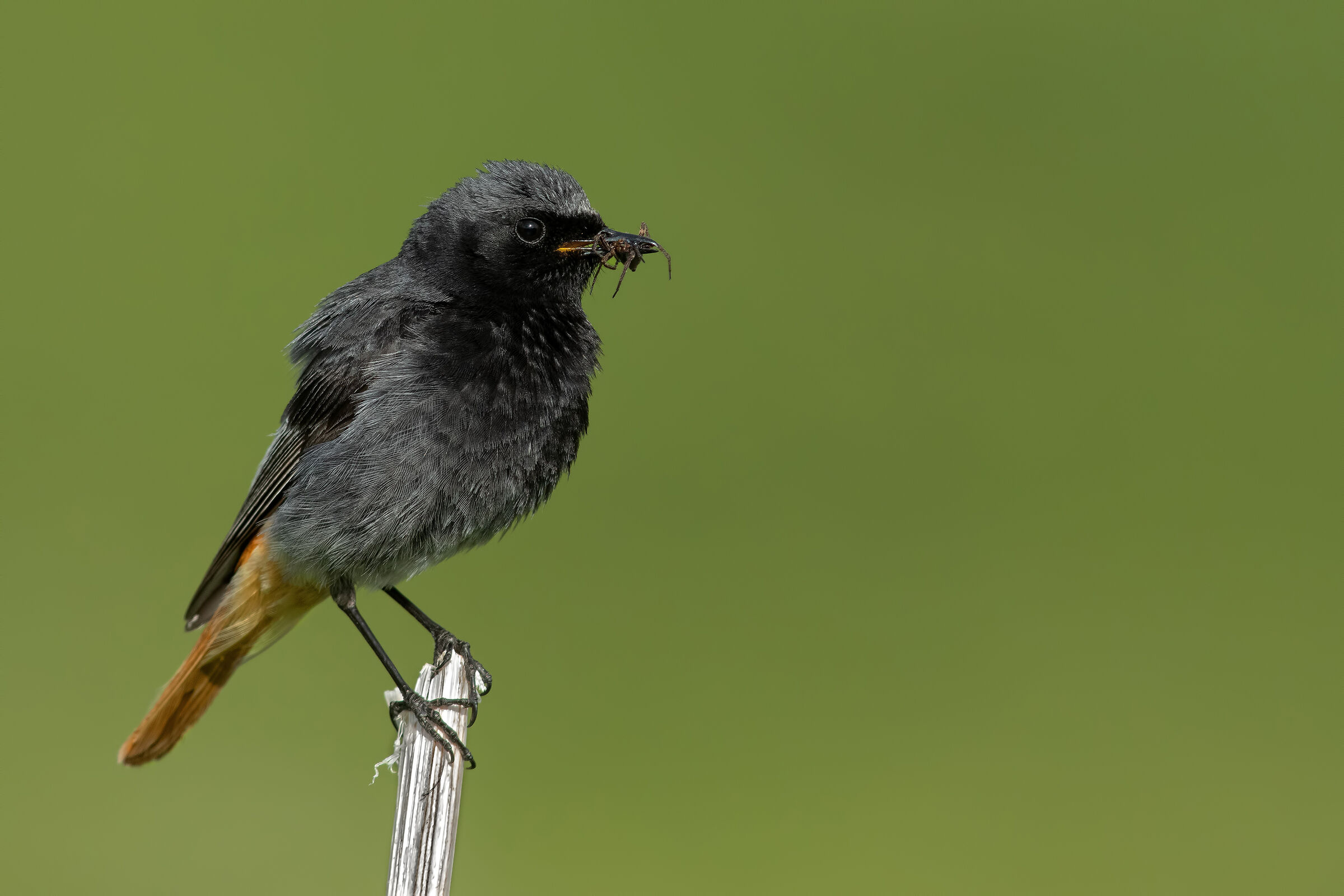 Chimney sweep with spider