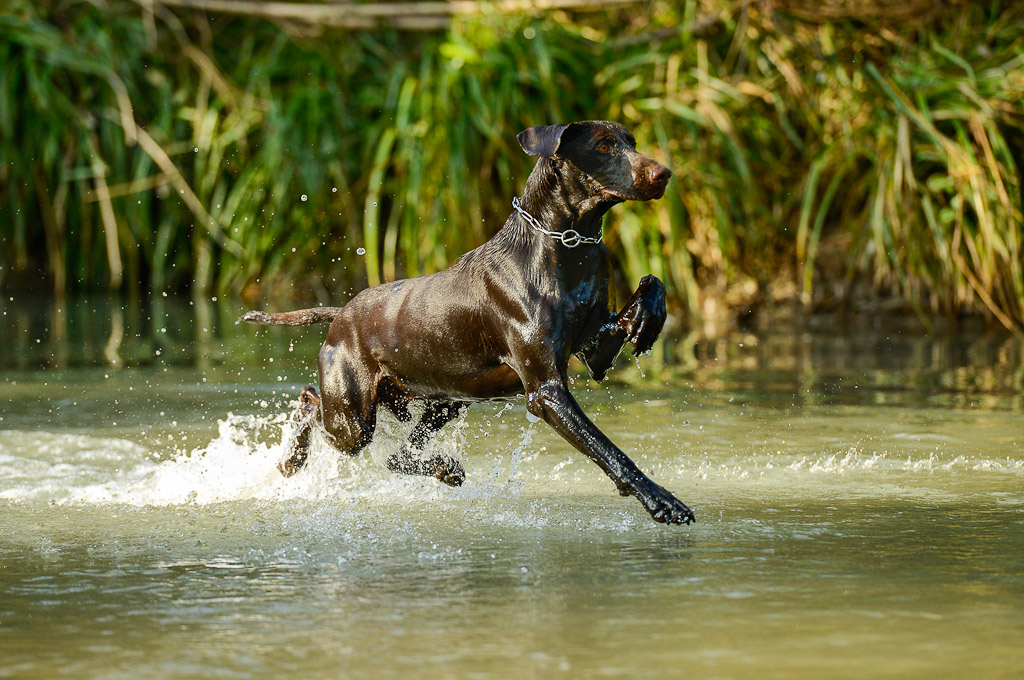 the prophet who walks on water