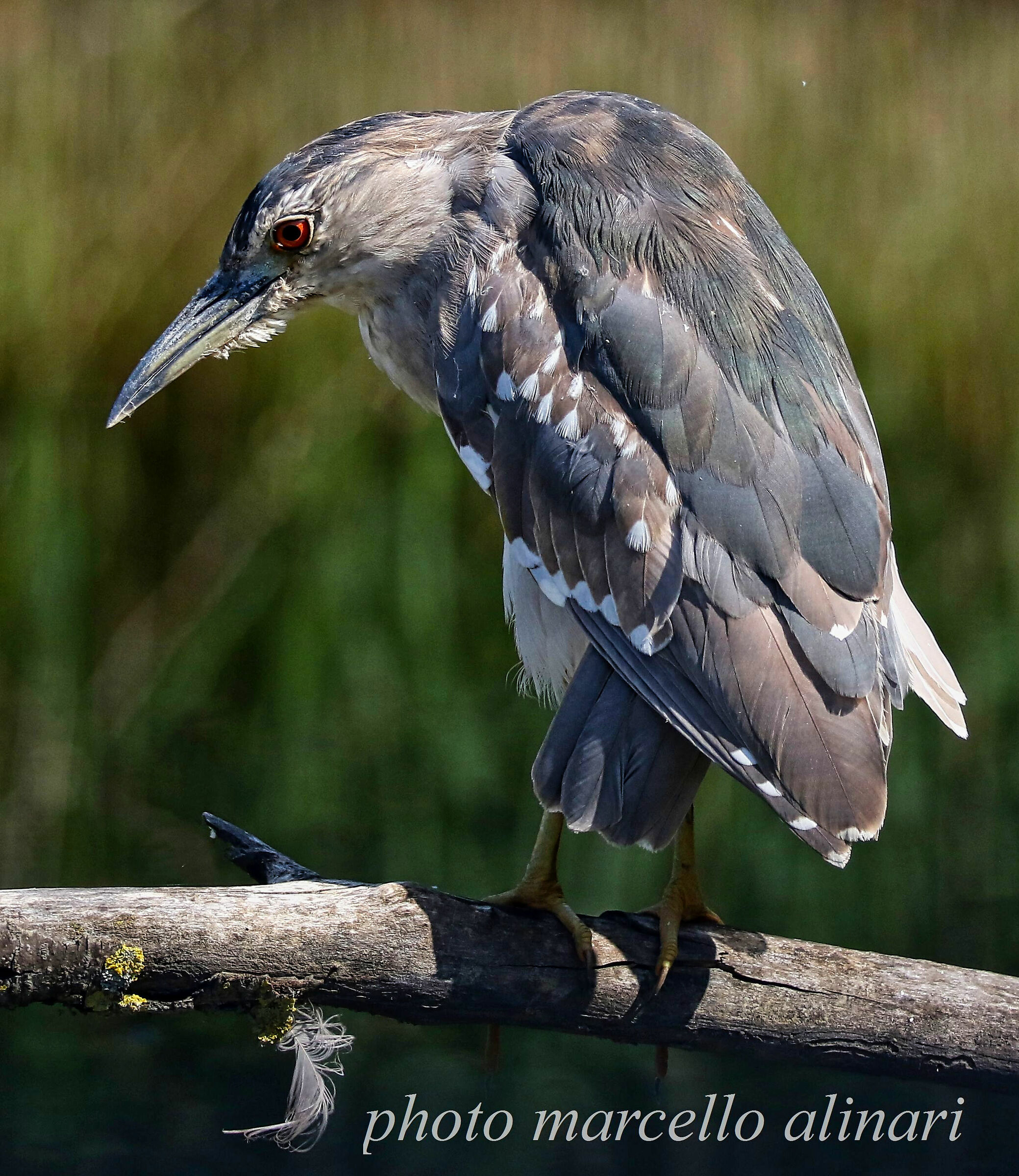 nitticora "PENSIEROSA"