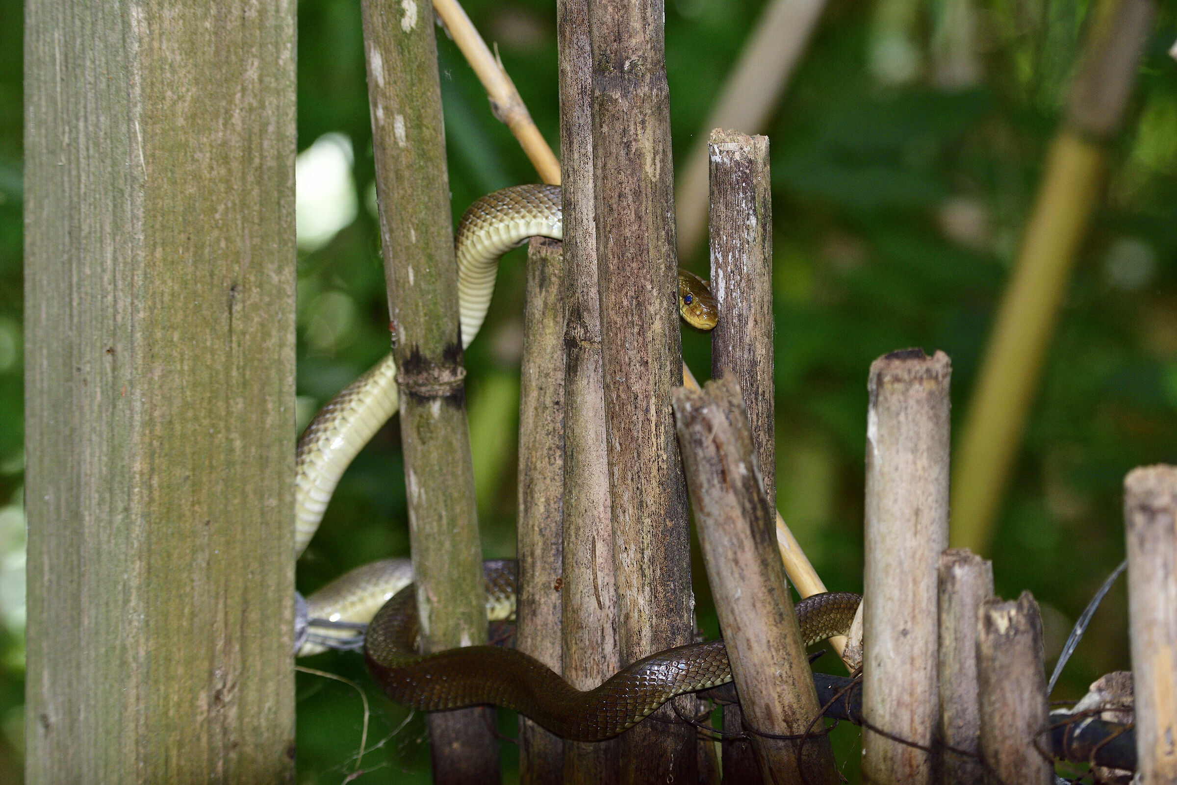 Saettone occhi rossi