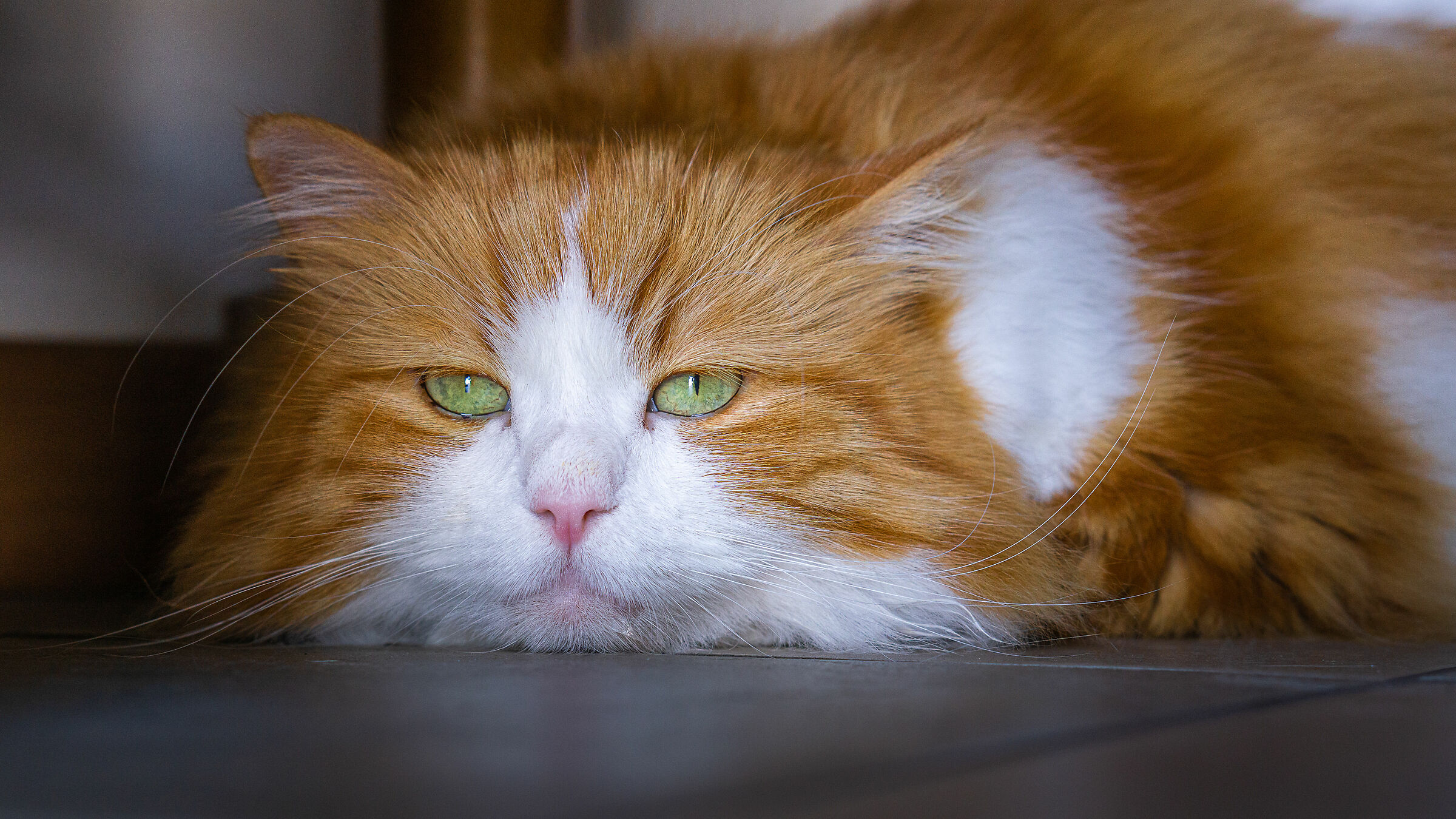 Oggi sono un pò annoiato!