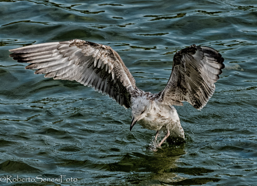 along the Argentina of Taggia (Imperia)