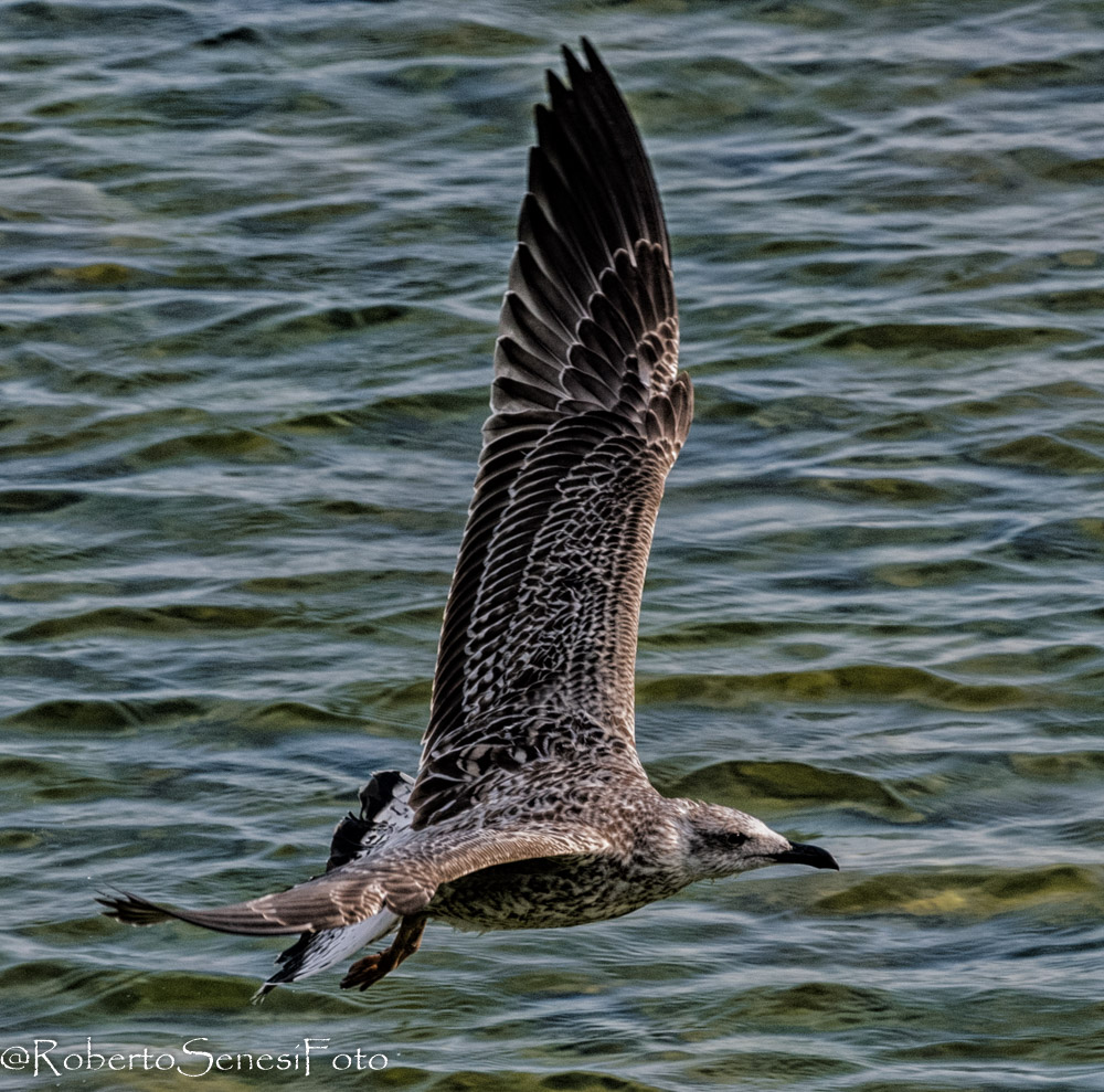along the Argentina of Taggia (Imperia)