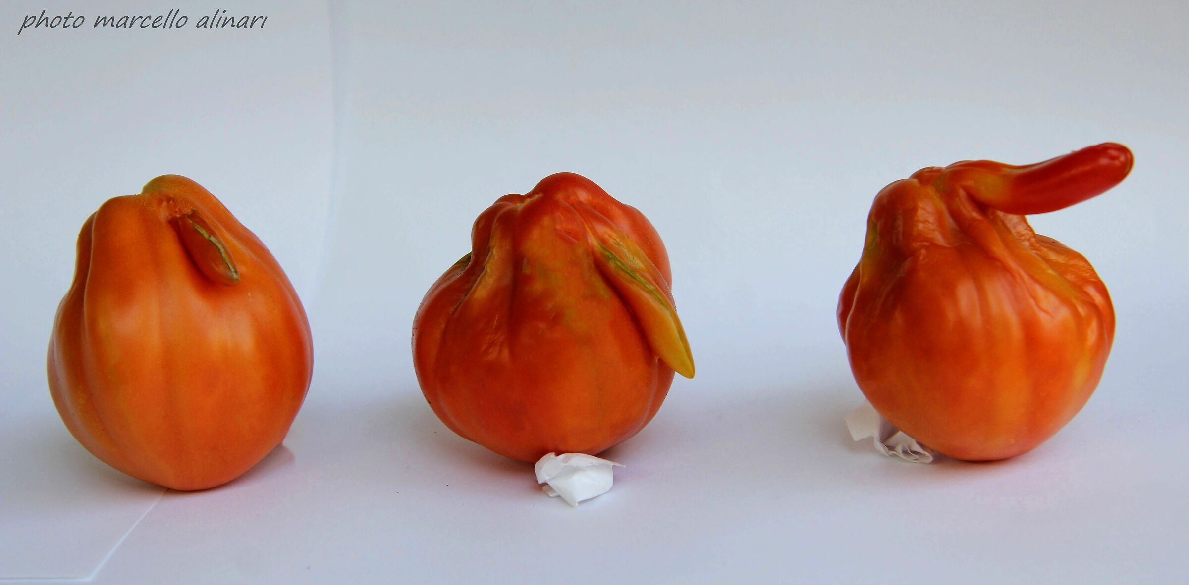 l'evoluzione del pomodoro maschio nei secoli