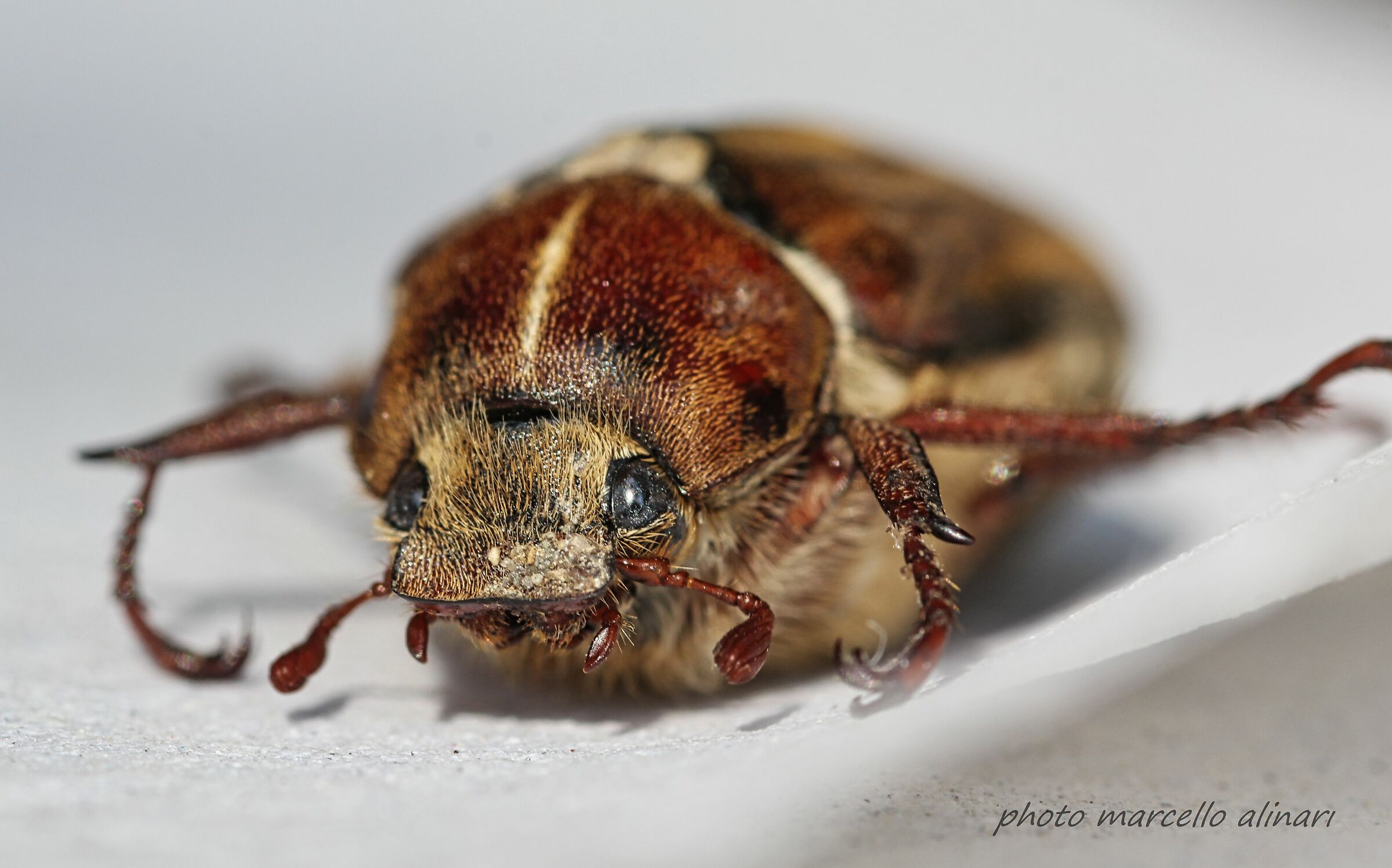 finalmente ho fotografato un tarlo!