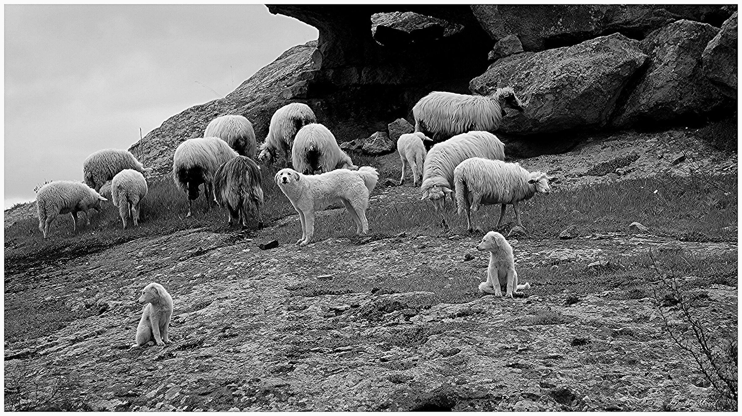 Guardian and Cubs Guardians