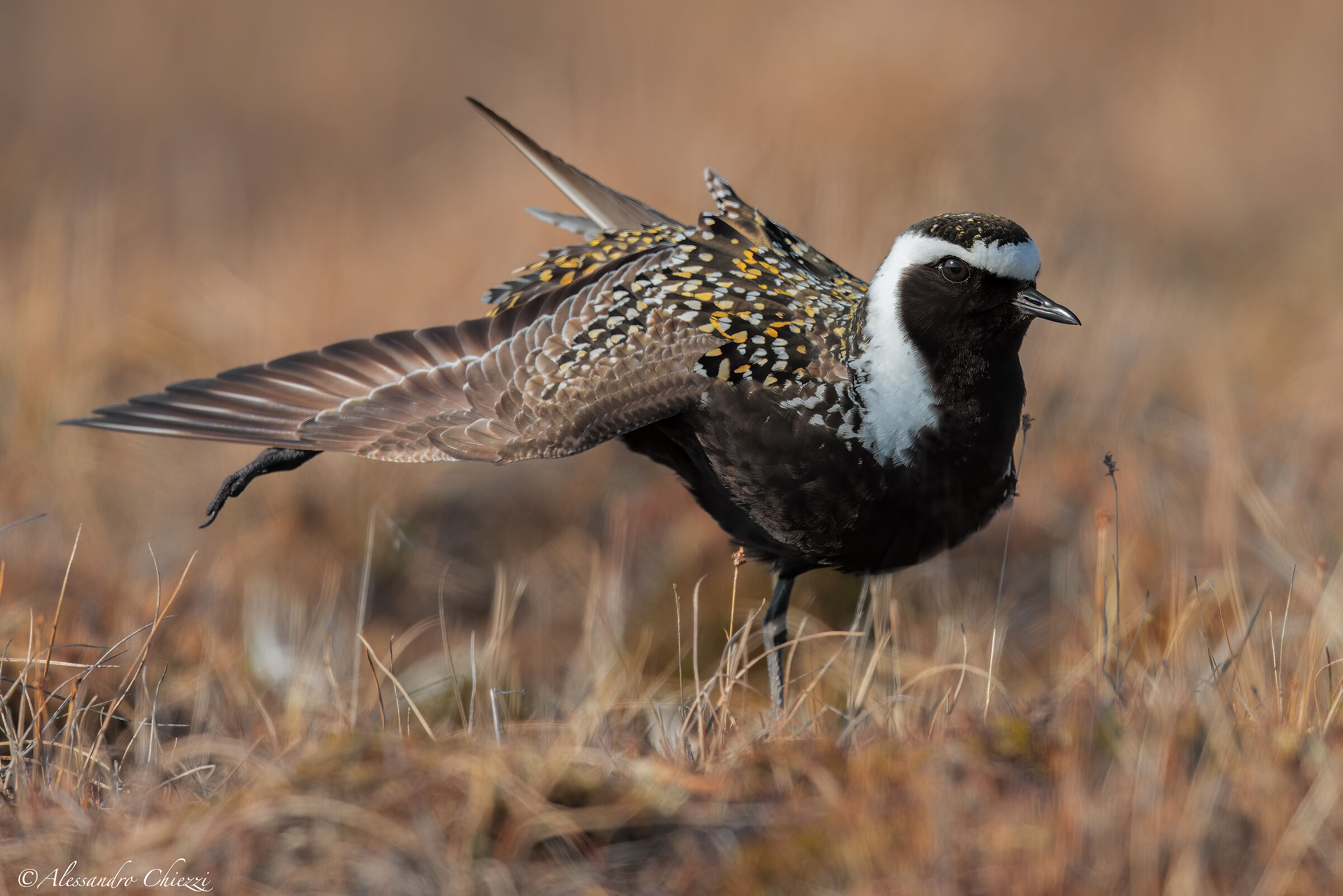 American Golden Piviere