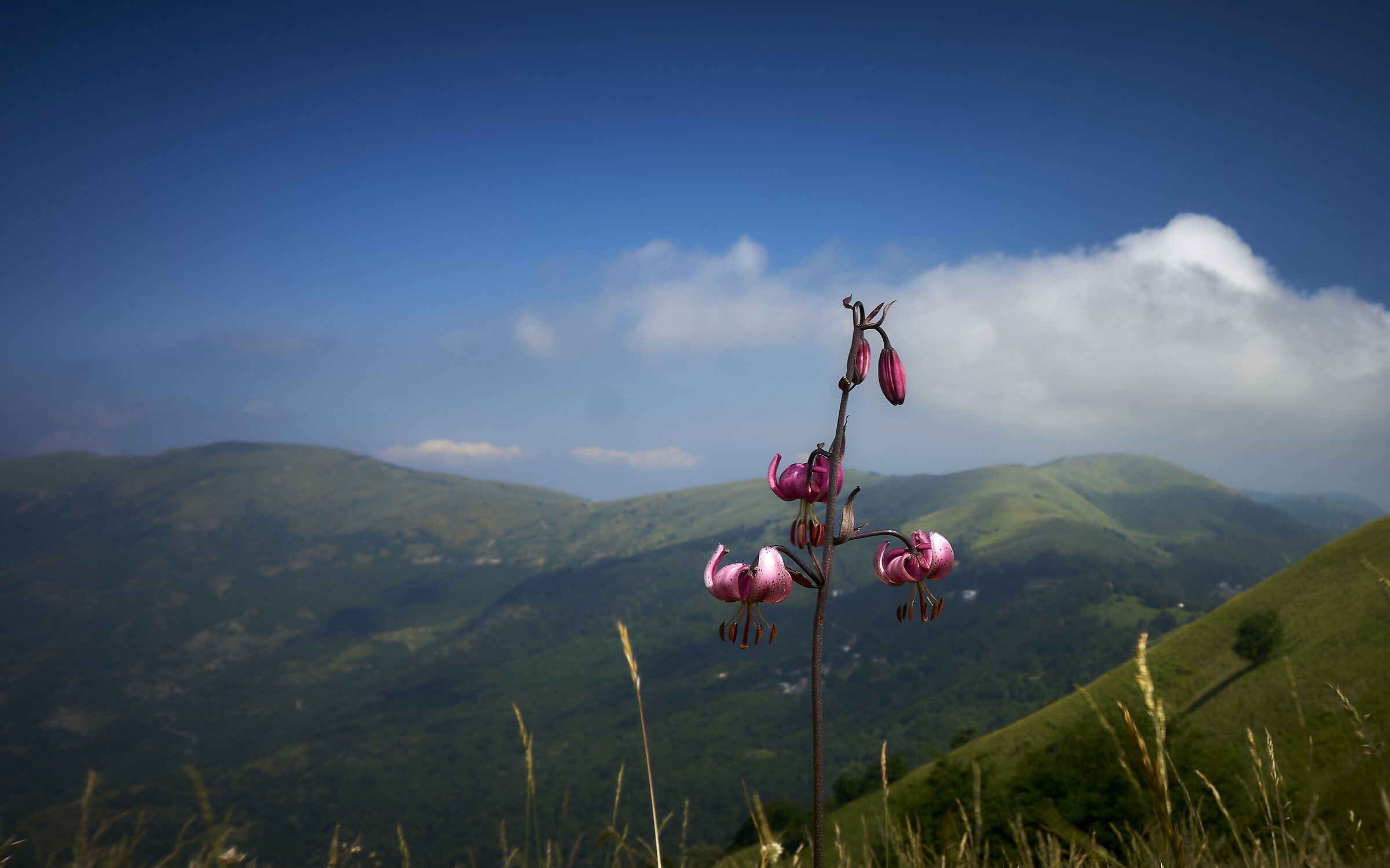 Gilio martagone - sullo sfondo monte Chiappo e Ebro