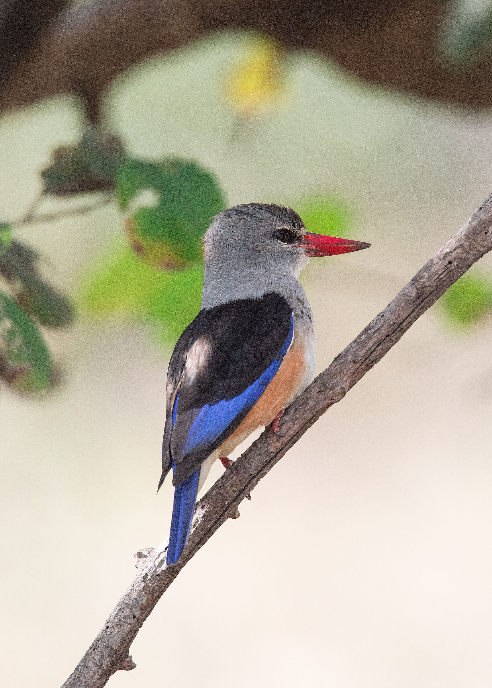 BOSCHERE KING MARTIN