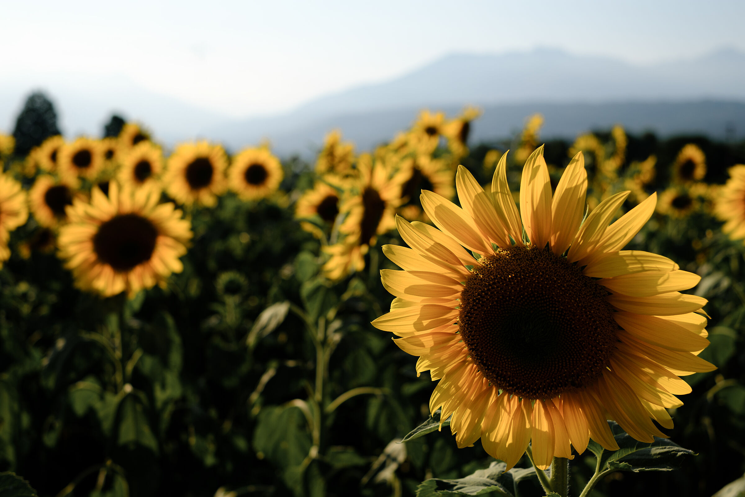 Girasoli sulle sponde del Lago di Viverone