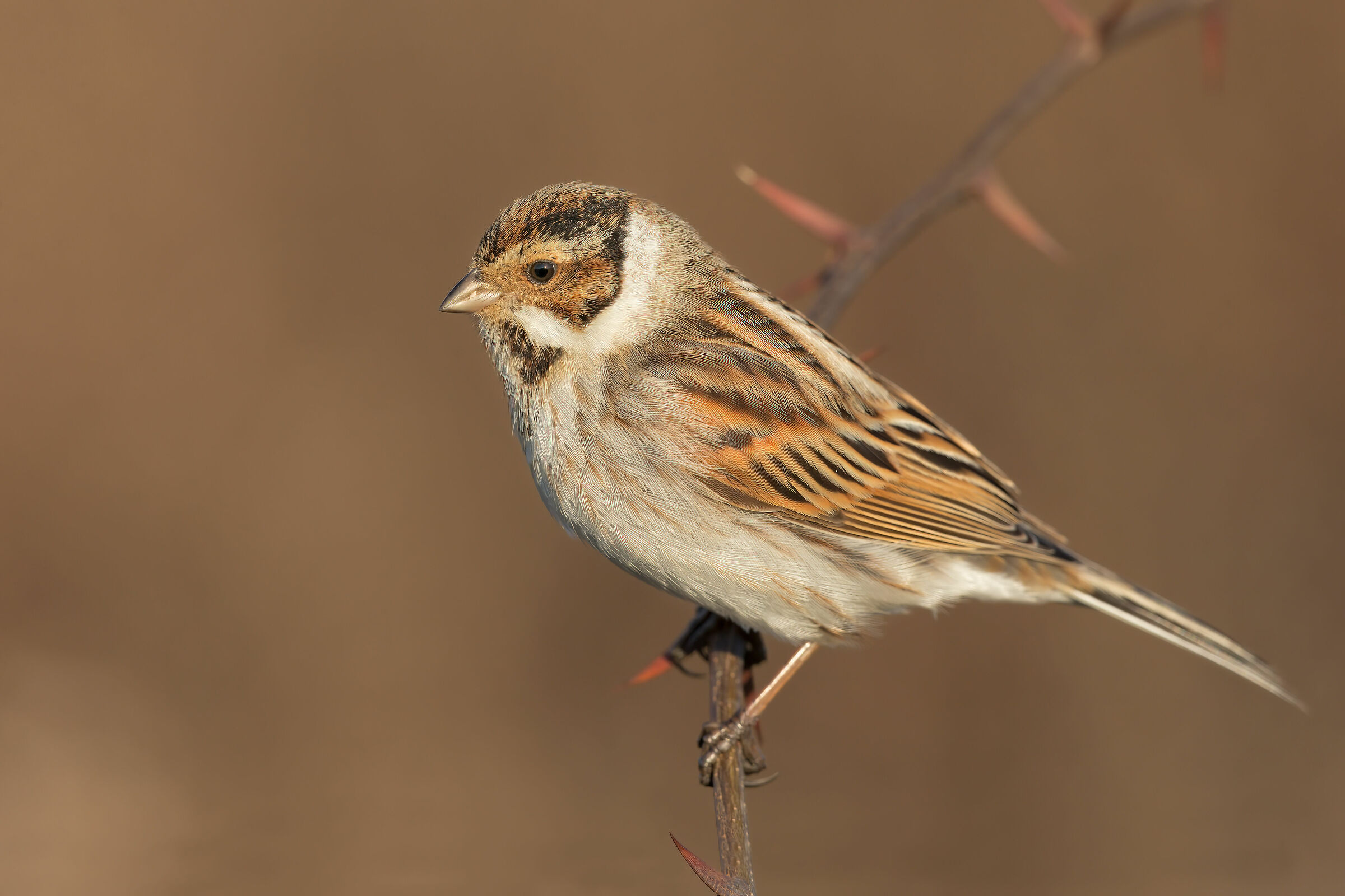 Migliarino di palude maschio