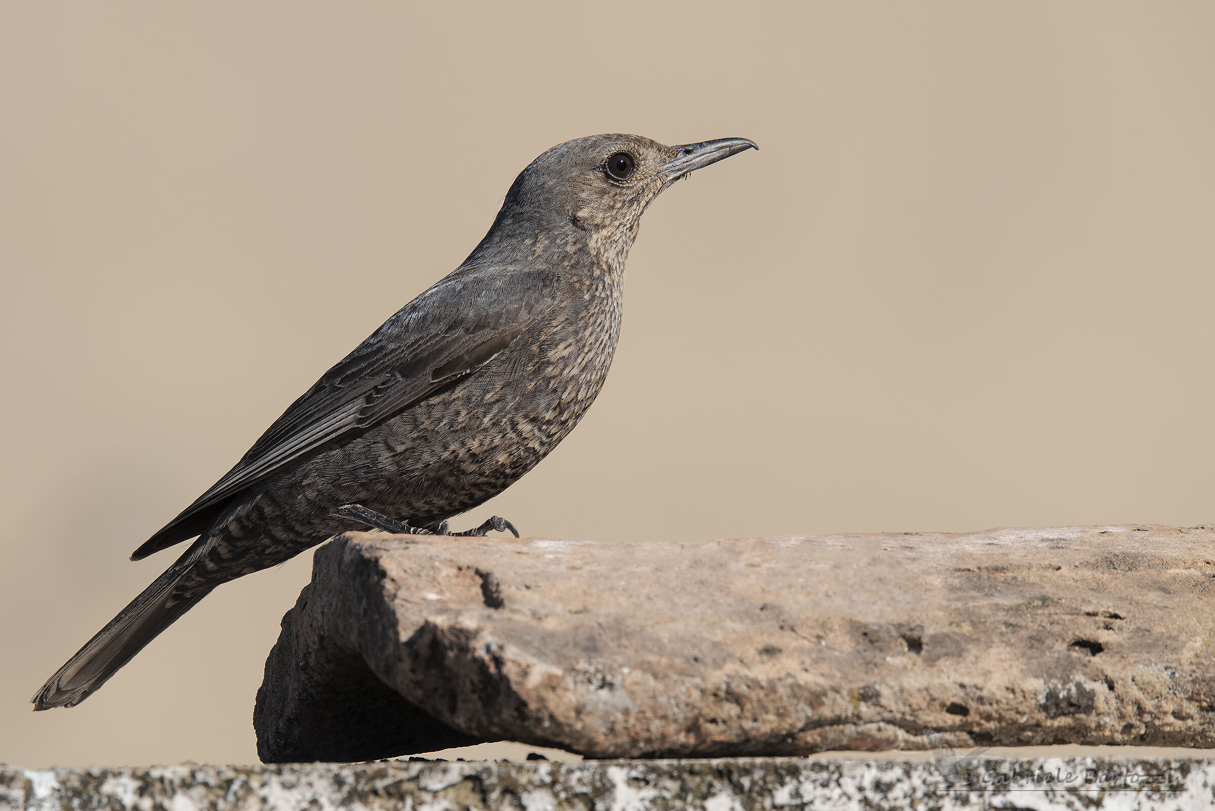 Passero solitario femmina