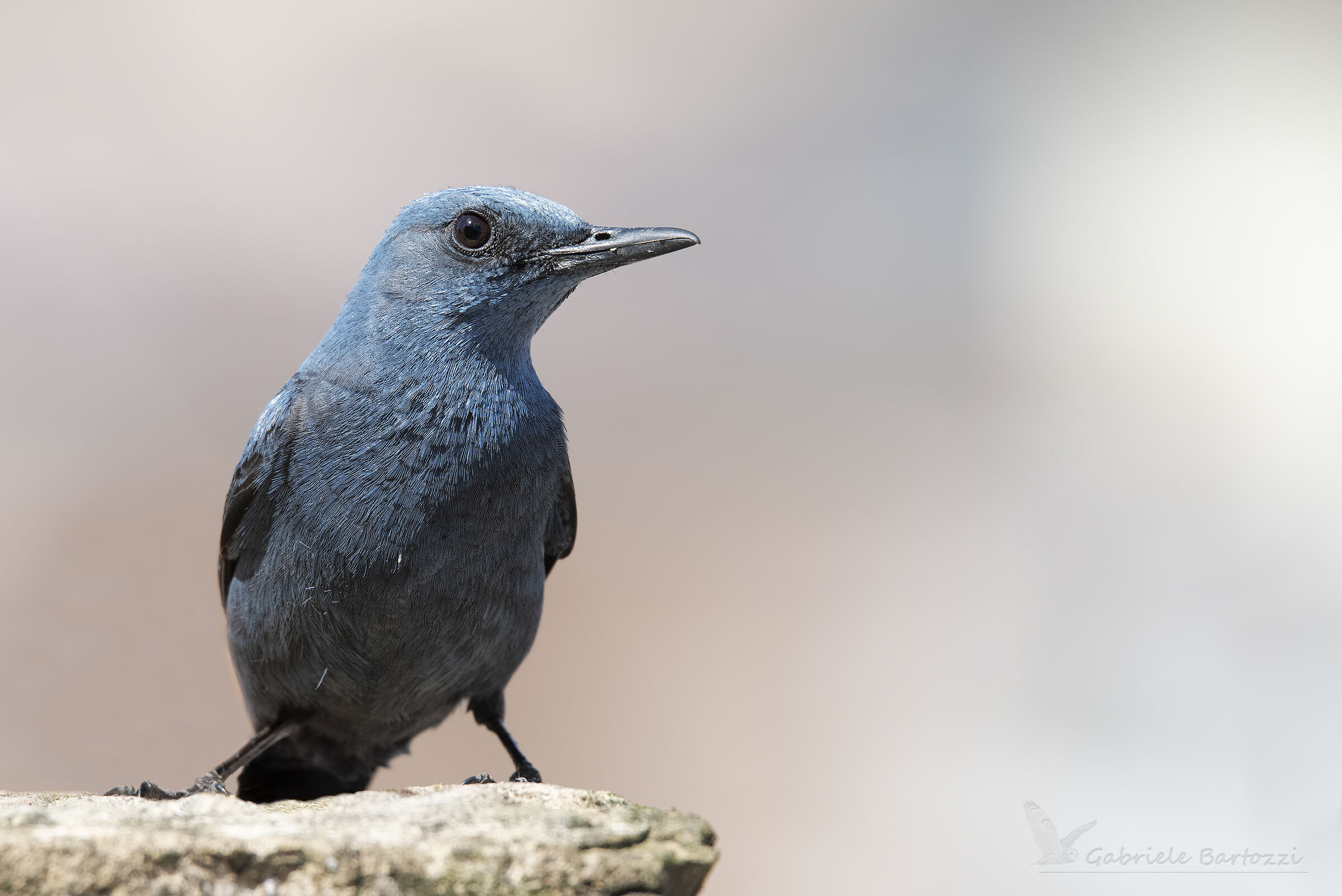 passero solitario maschio