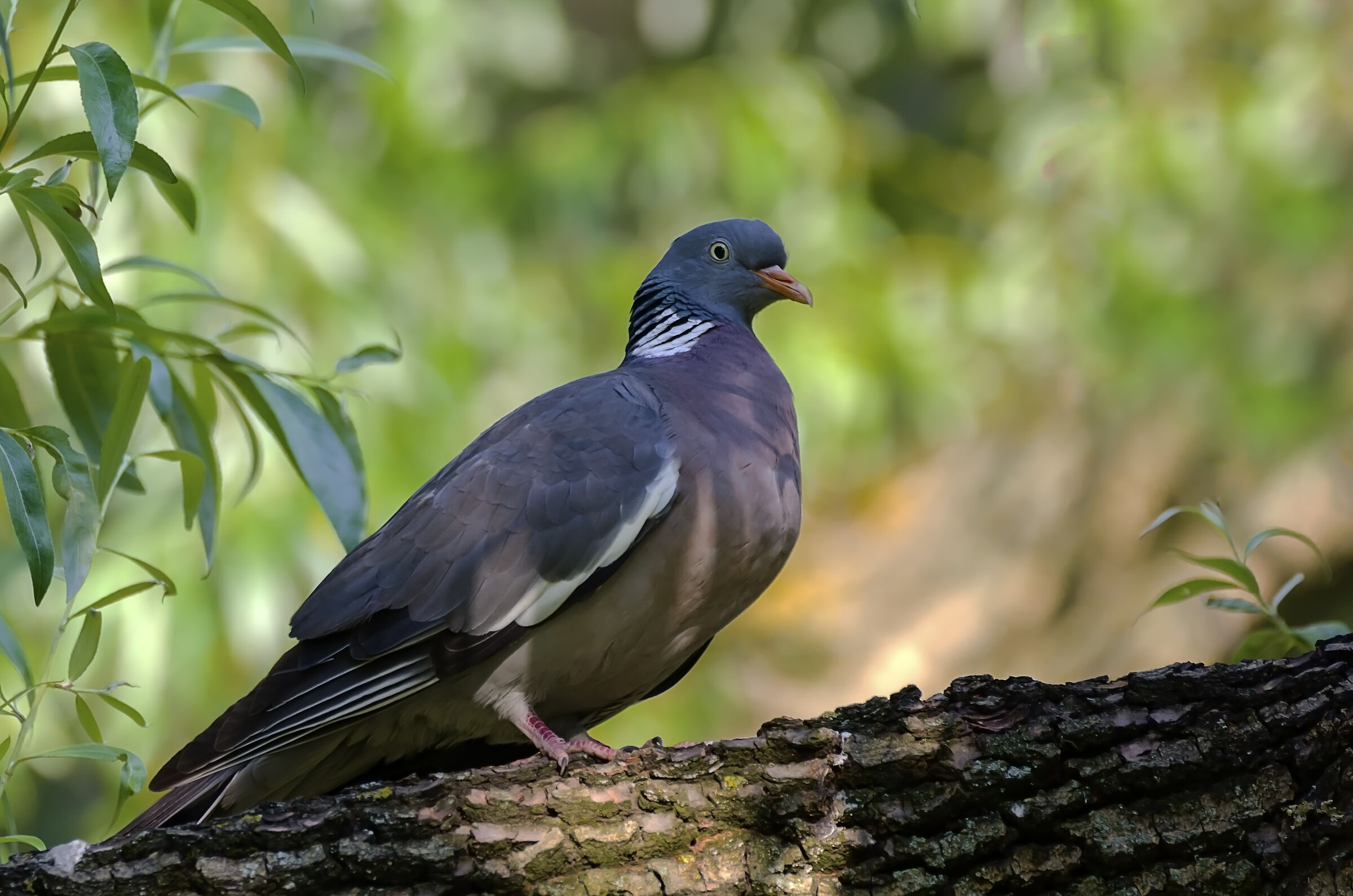 Columba palumbus